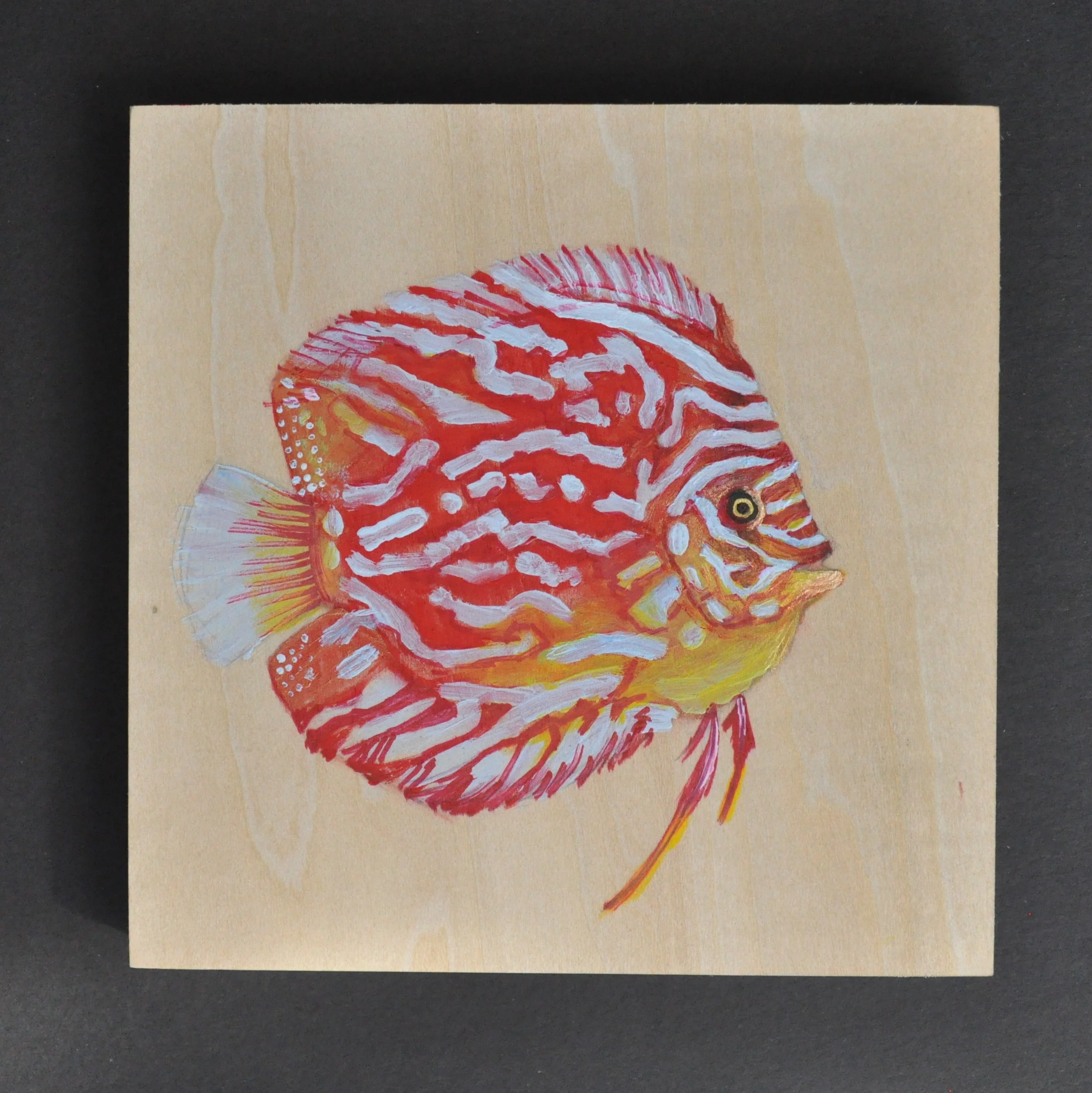 Red/Orange Discus