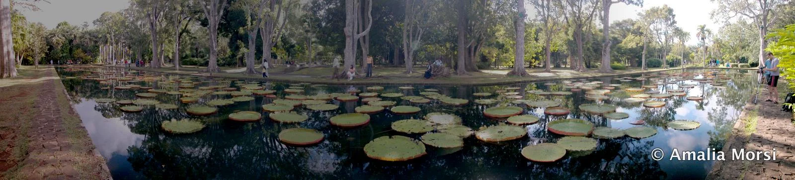 Jardin Pamplemousses 4.jpg