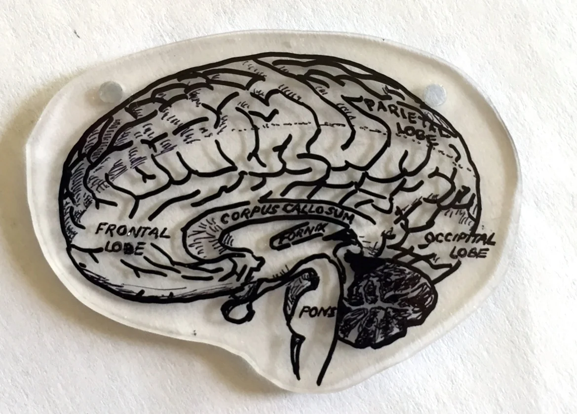 Cross Section - Brain