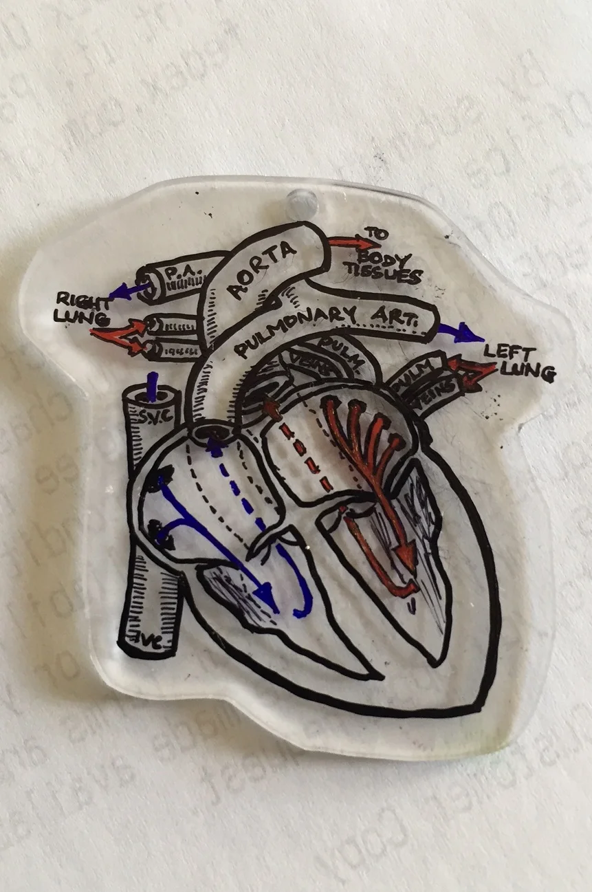 Cross Section - Heart