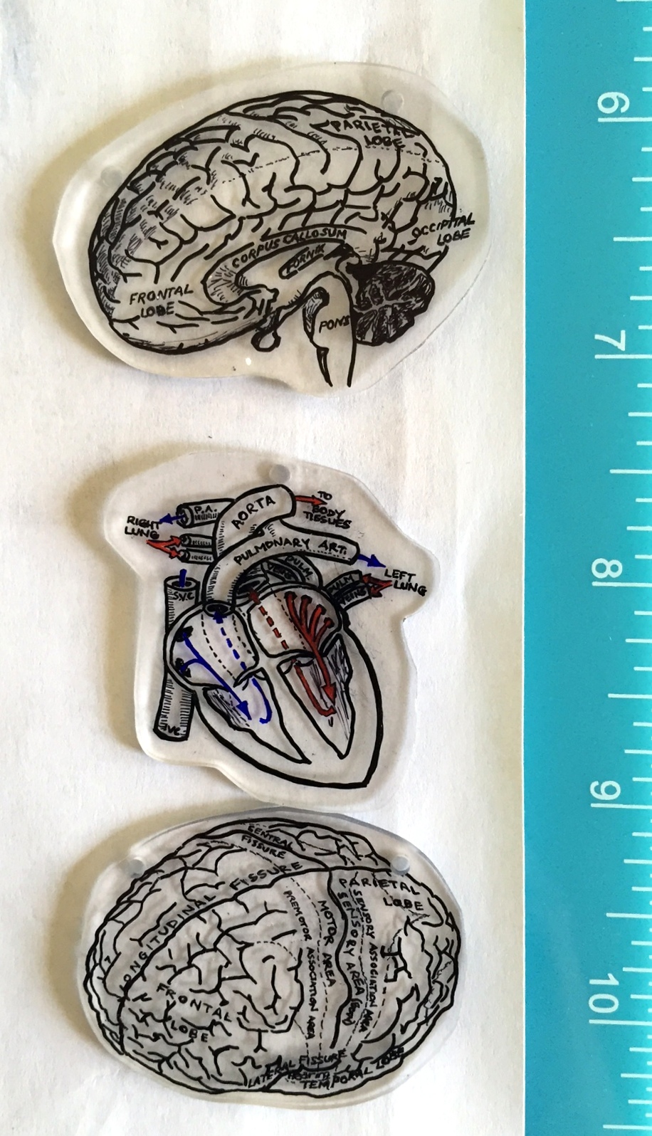 Trio of Parts - 1.5 Brains + 1 heart