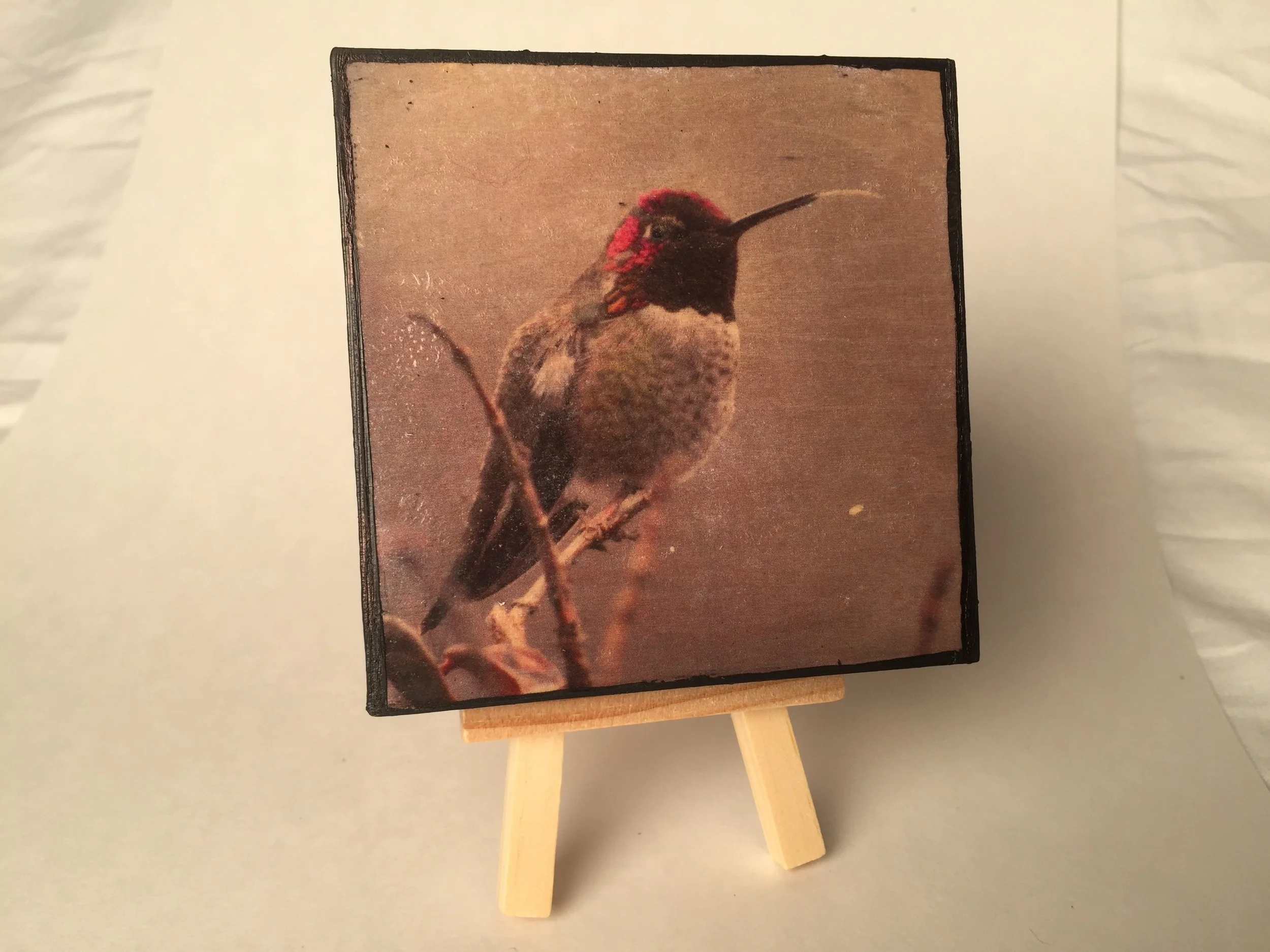 Hummingbird - tongue out 