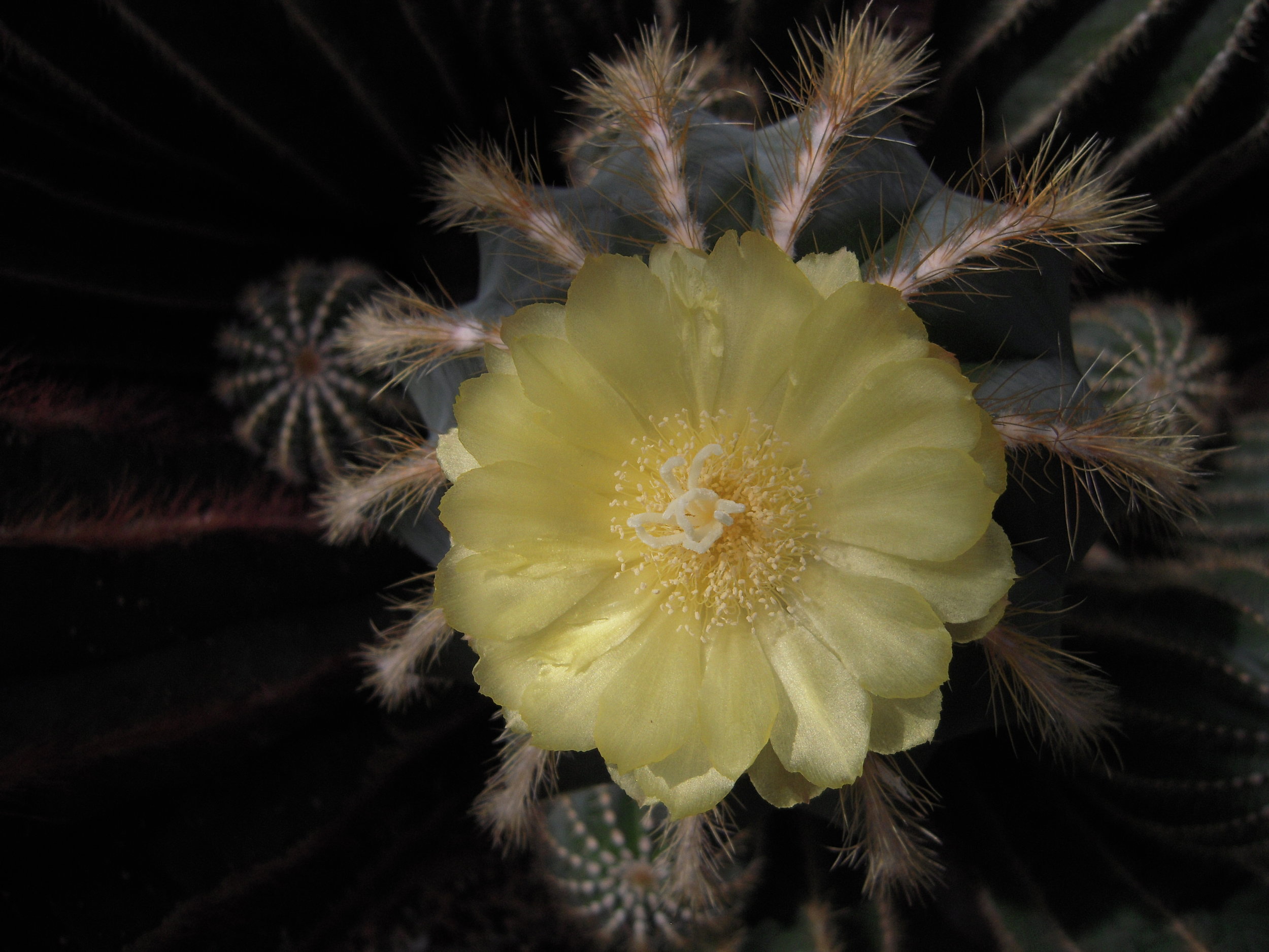 DSCN4335.JPG
