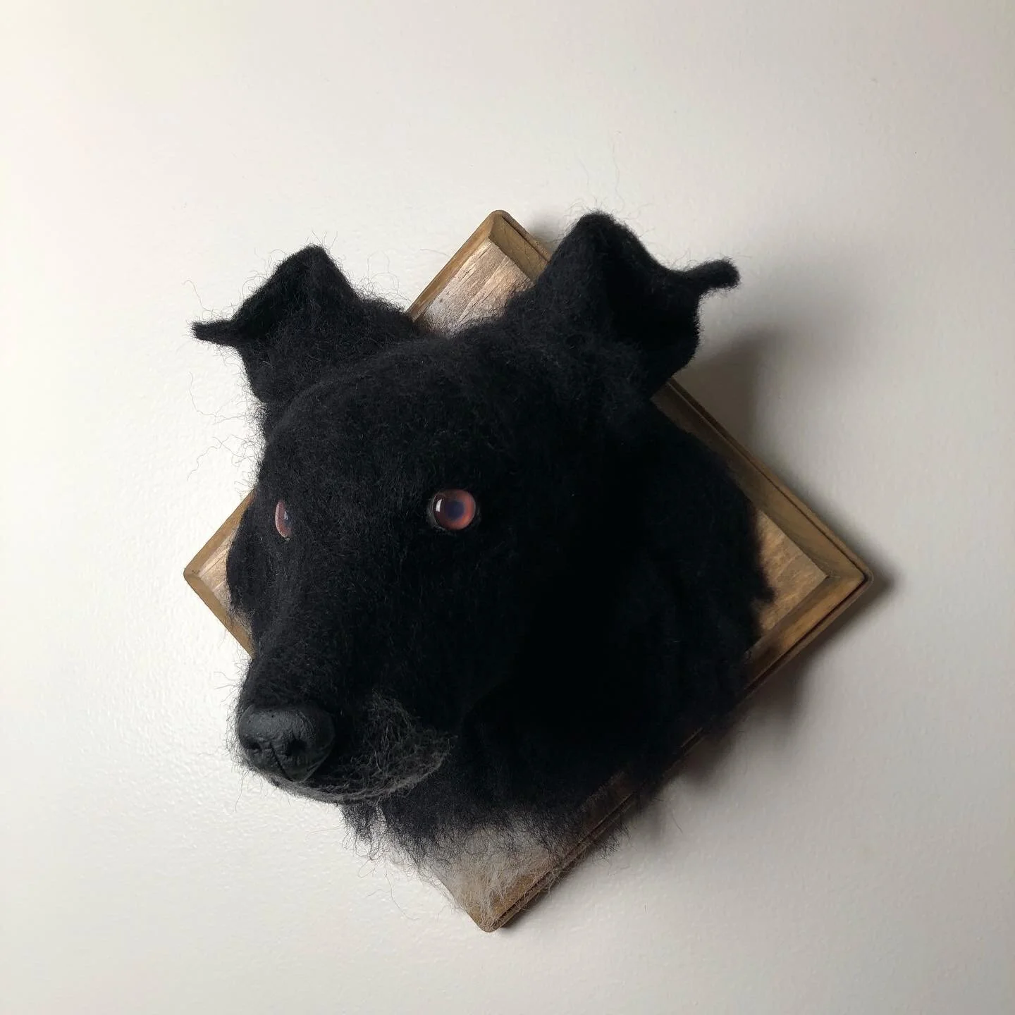 Rufus - border collie mix - SOLD