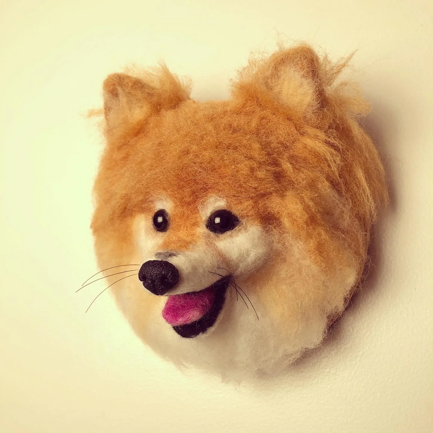 Cricket - Pomeranian - SOLD