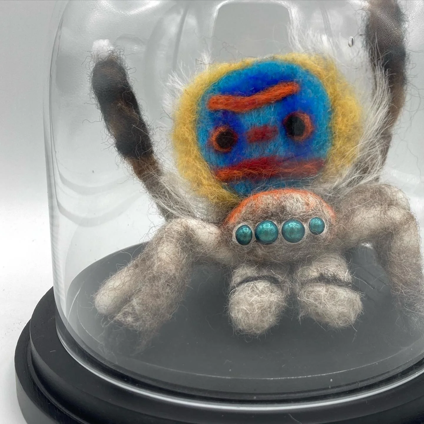 Male Coastal Peacock Spider - Maratus speciosus