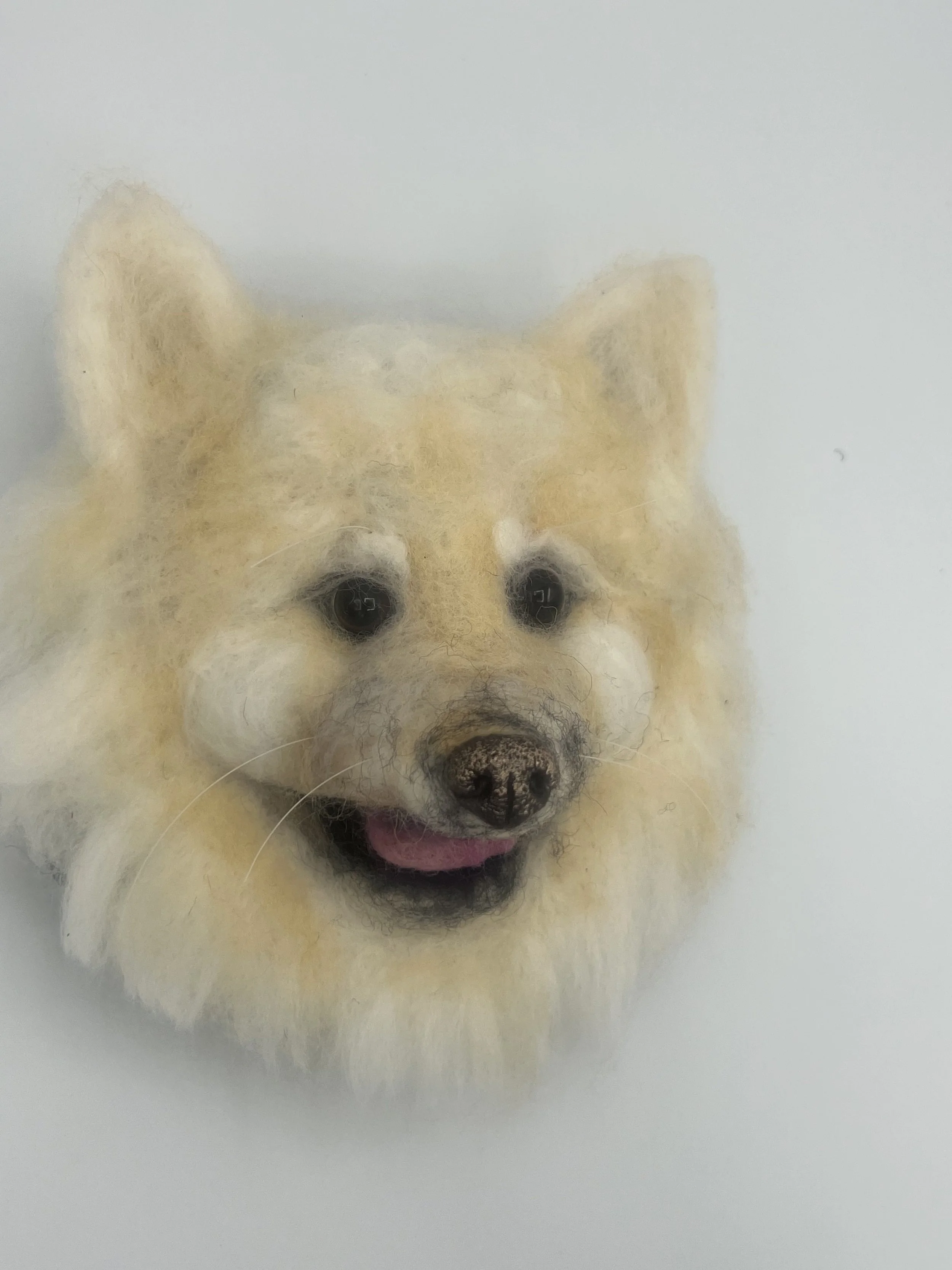 Baxter (Pomeranian) - SOLD