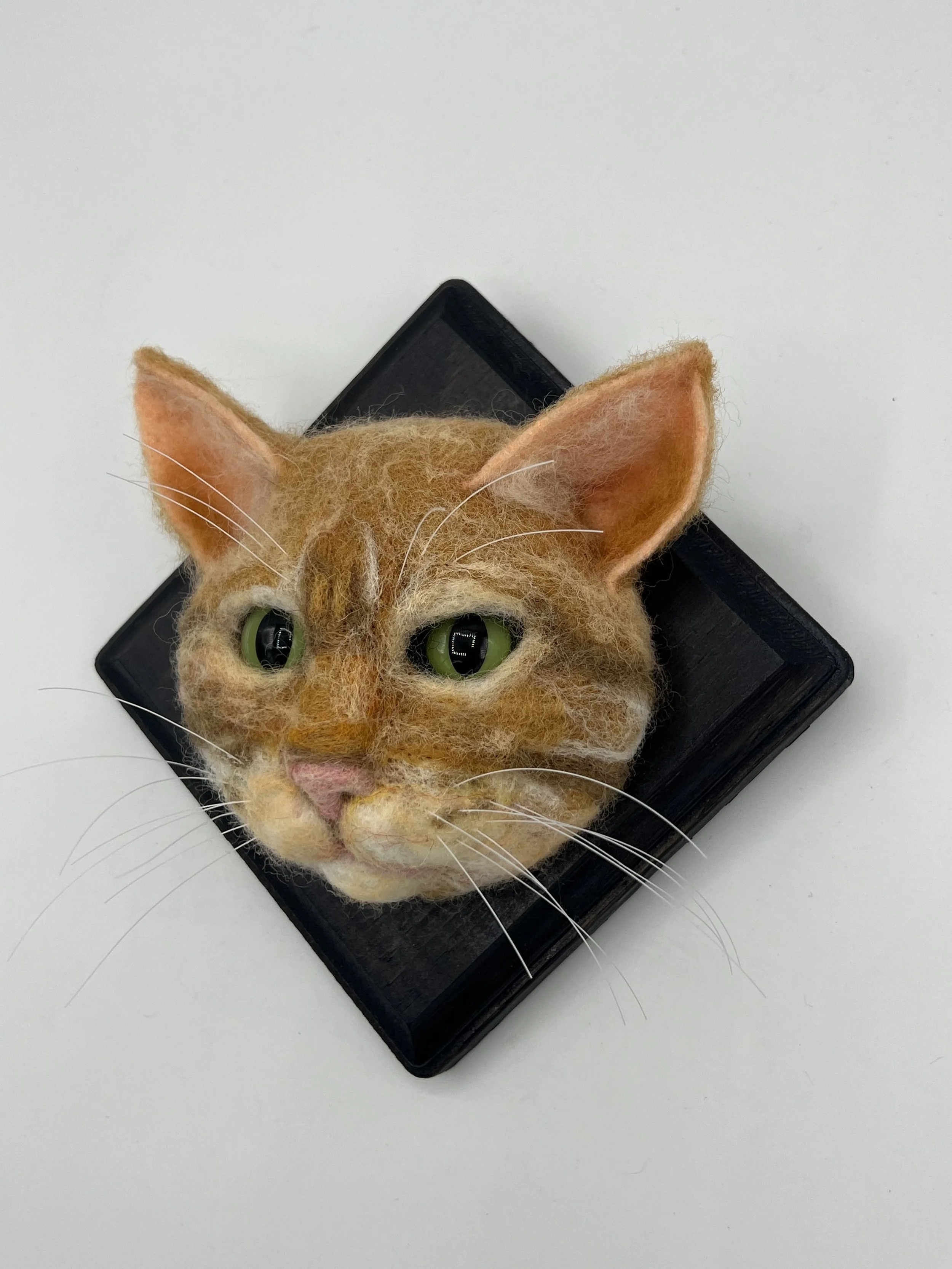 Burt Bacharach - male orange tabby
