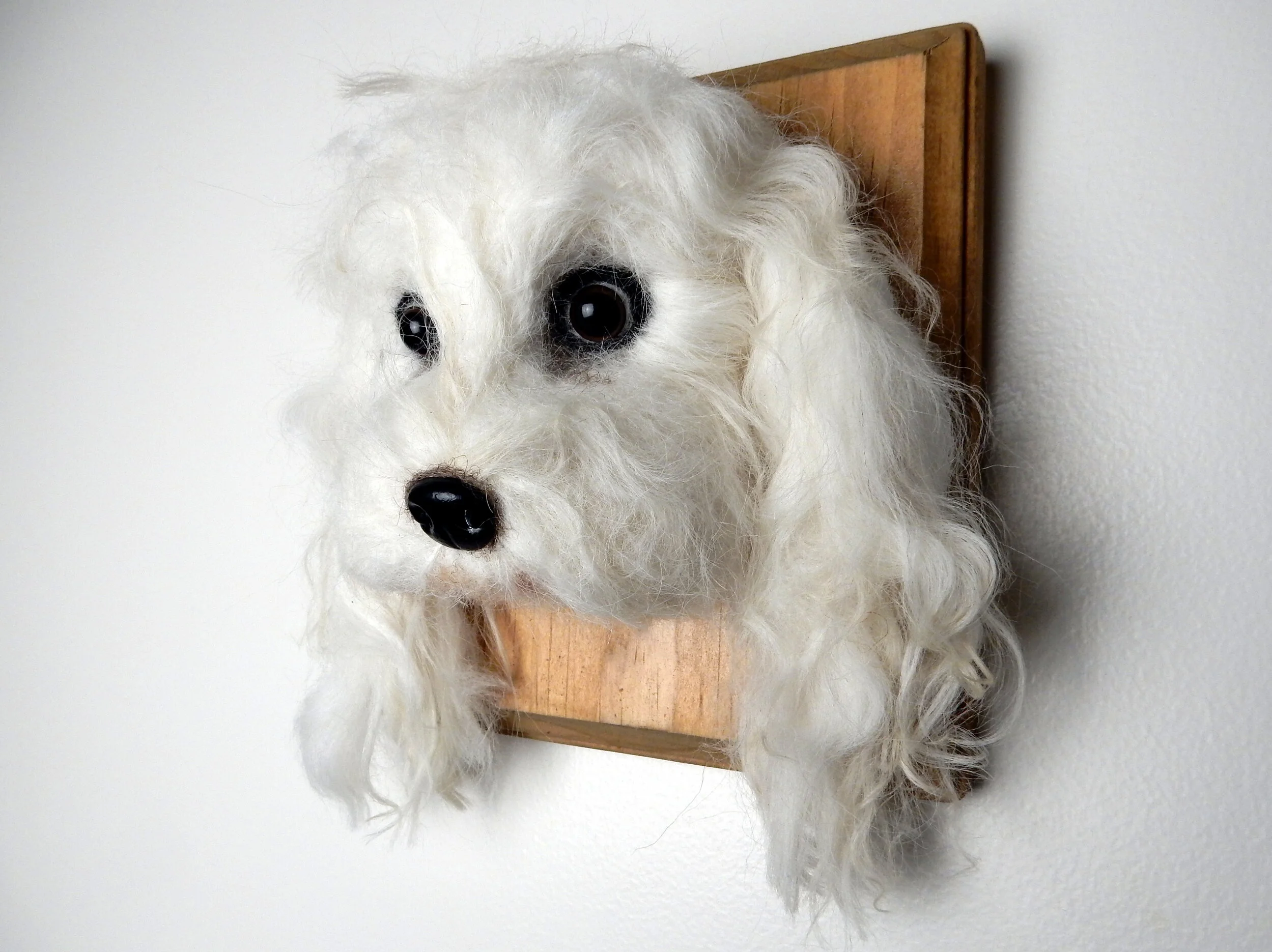 Gús - Maltipoo - SOLD 