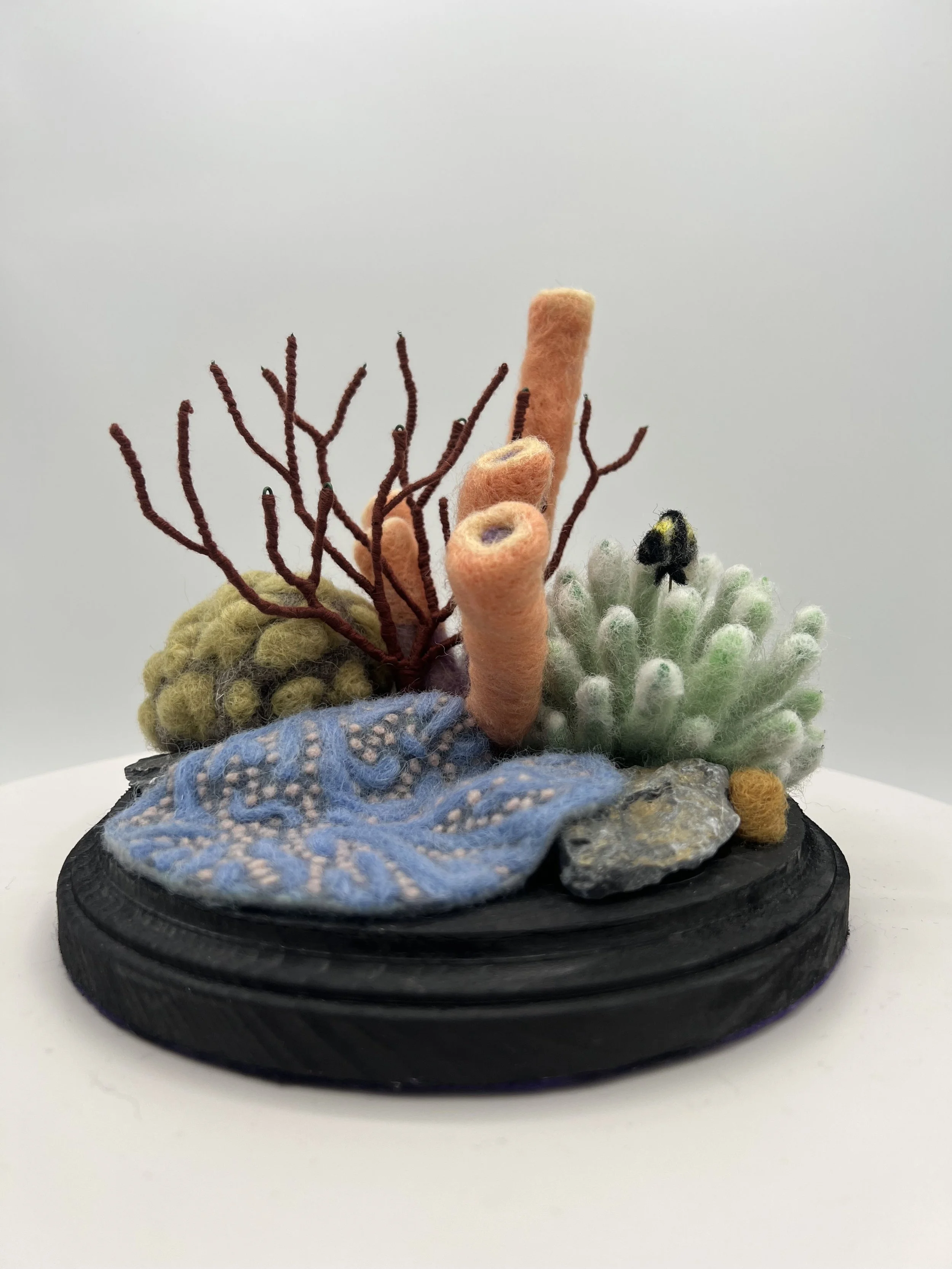 Coral Garden