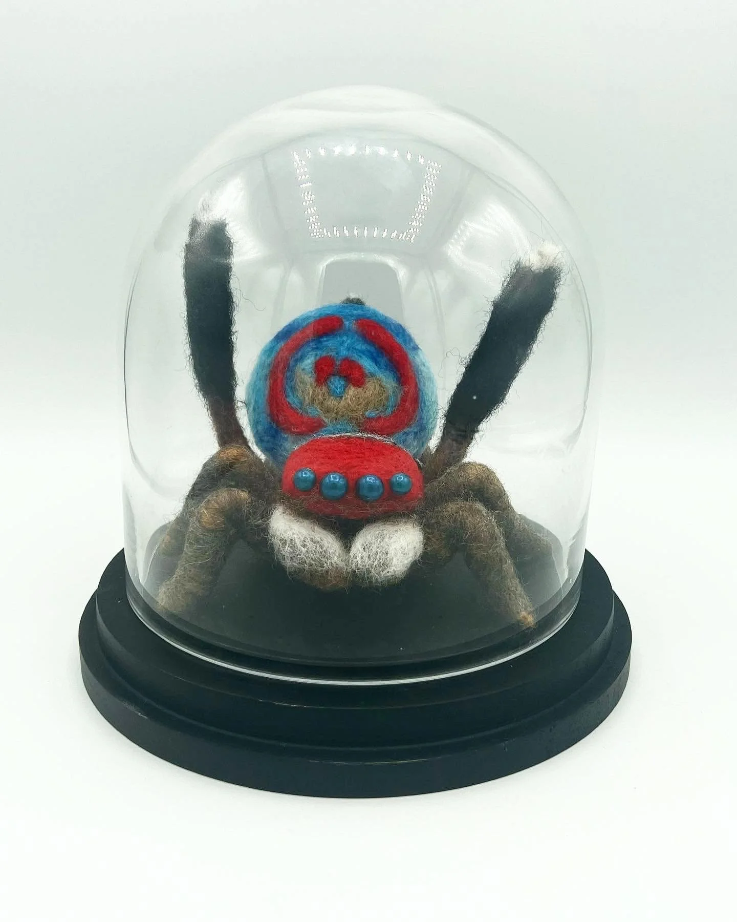 Maratus splendens - male peacock spider