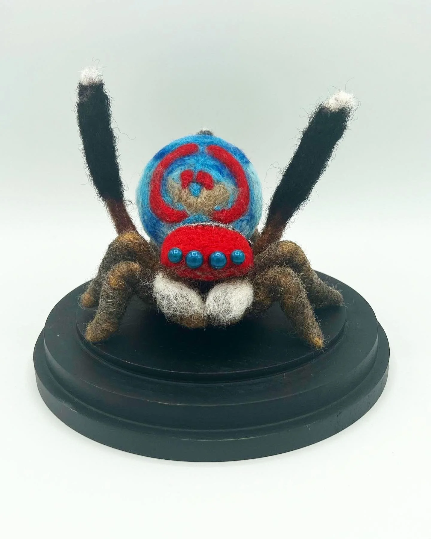 Maratus Splendens
