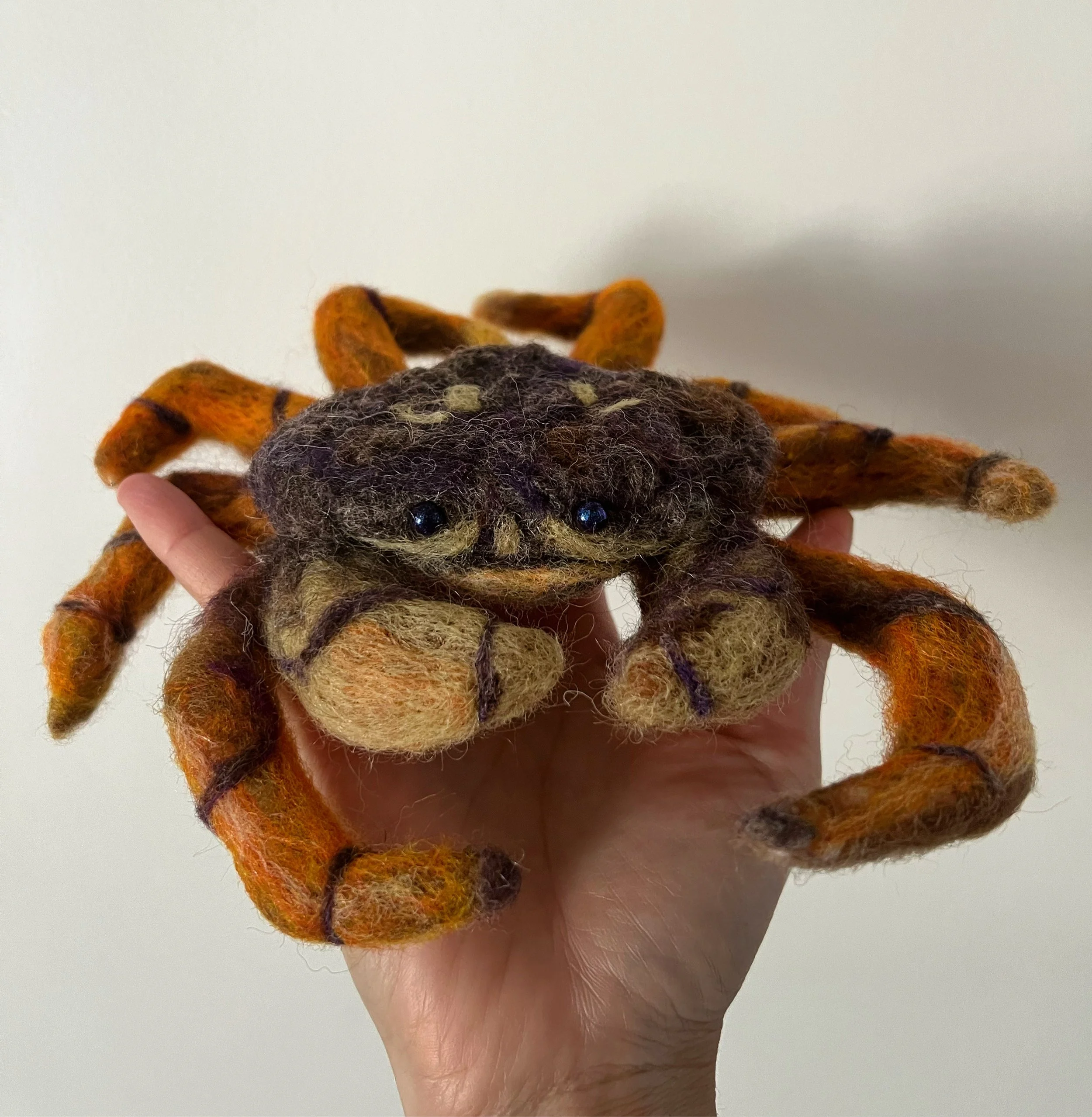 Dungeness Crab