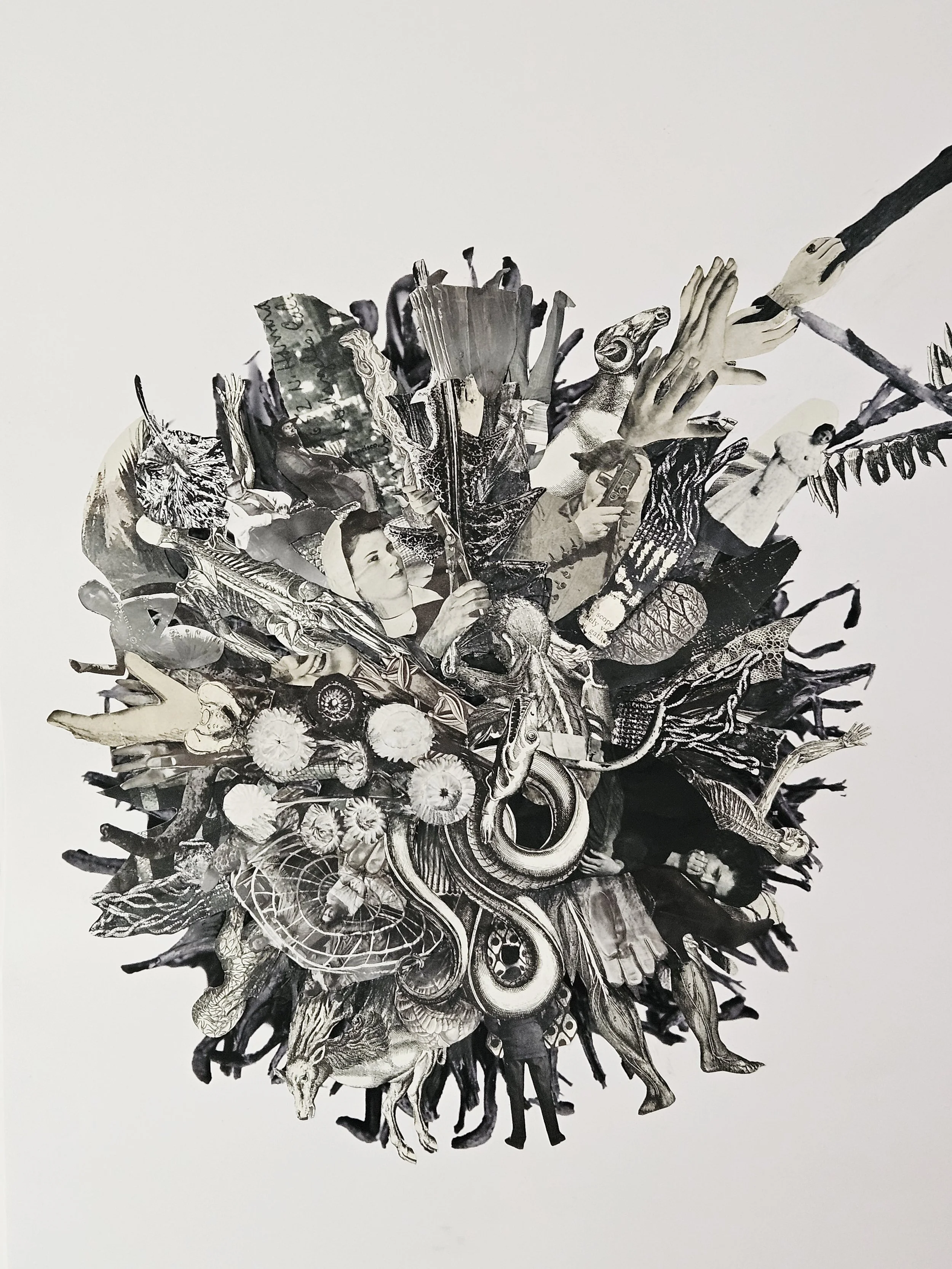 ONeill_Liquidambarstyraciflua_2 (1).jpg