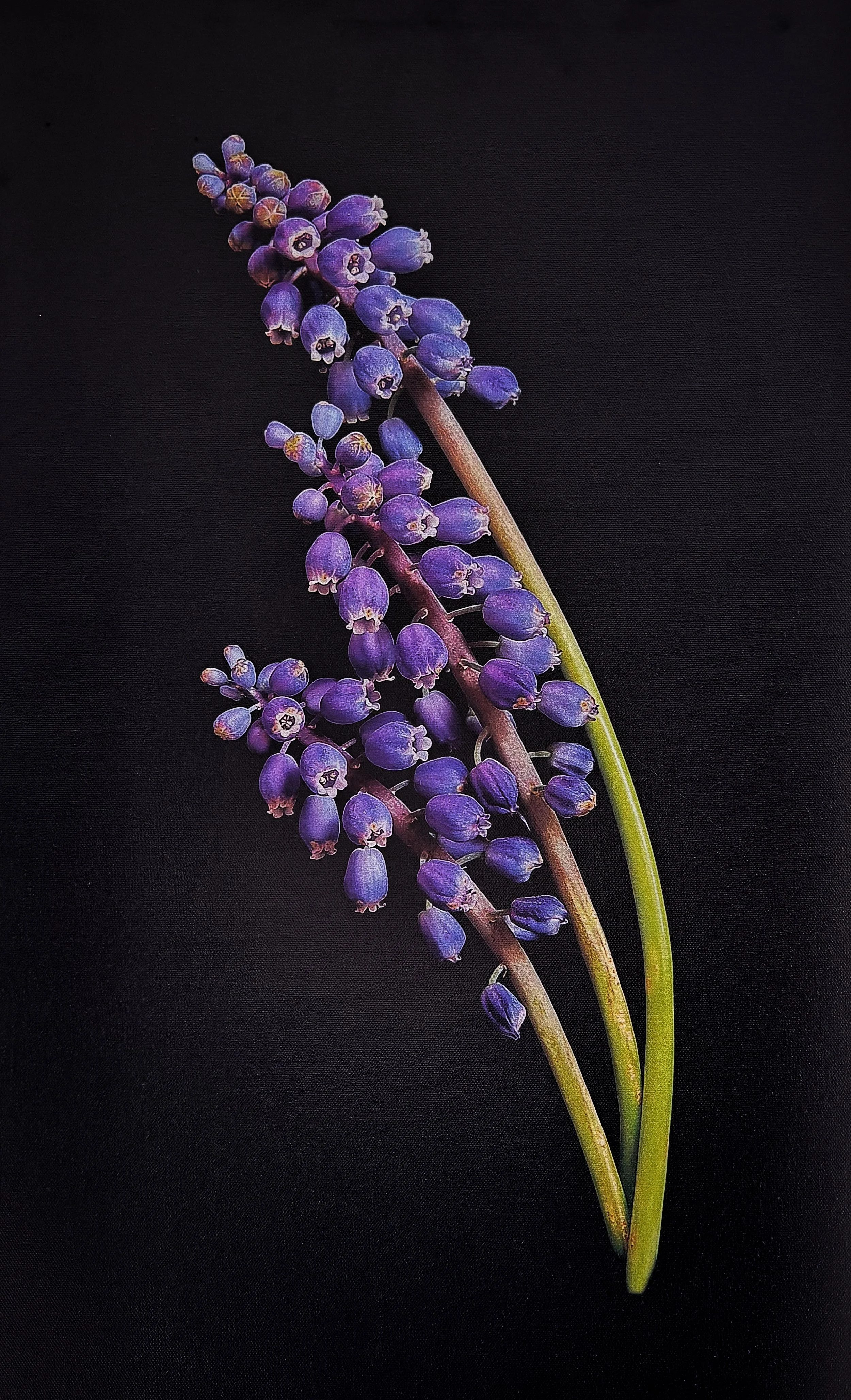 Grape Hyacinth