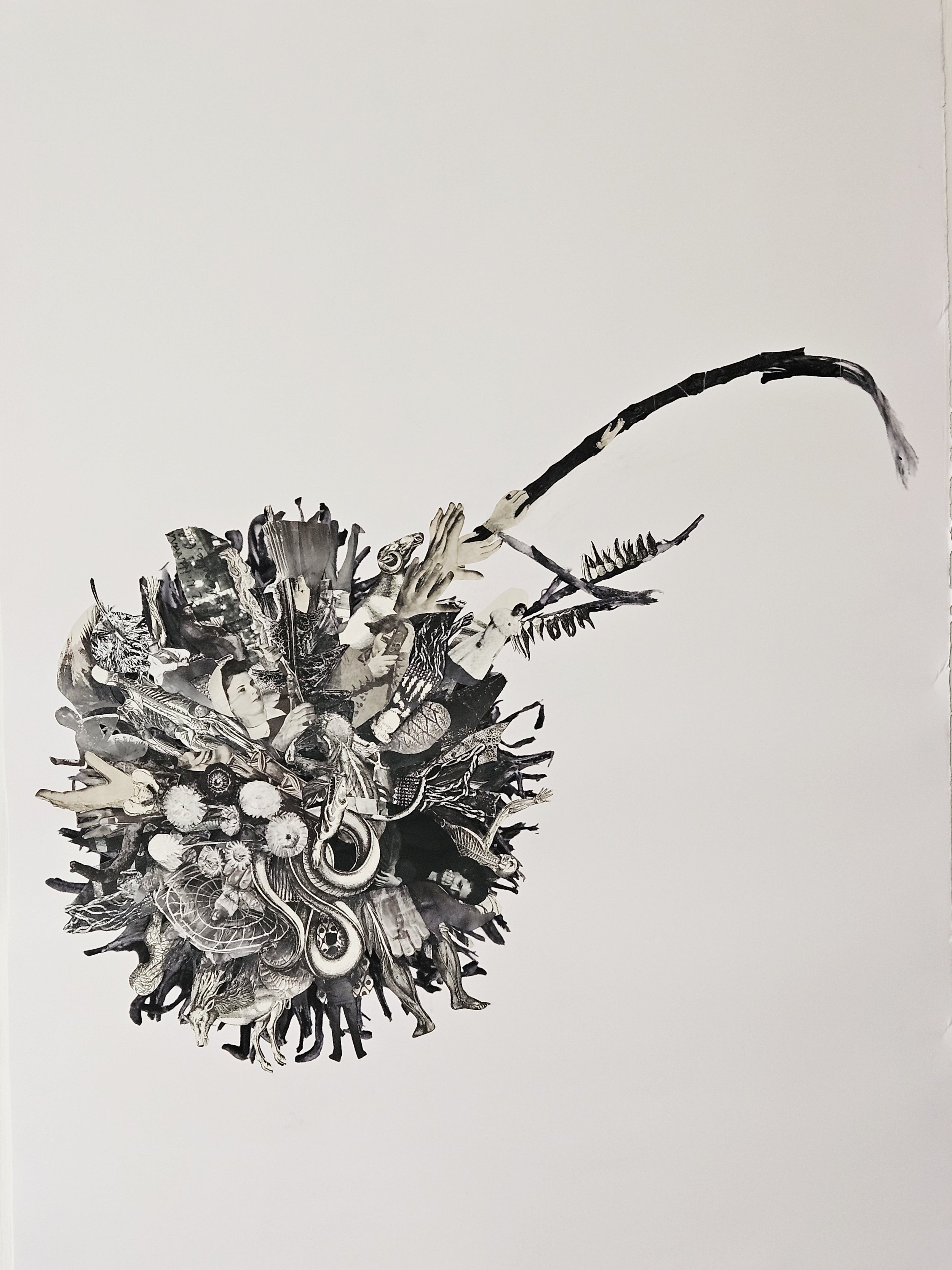 ONeill_Liquidambarstyraciflua (1).jpg