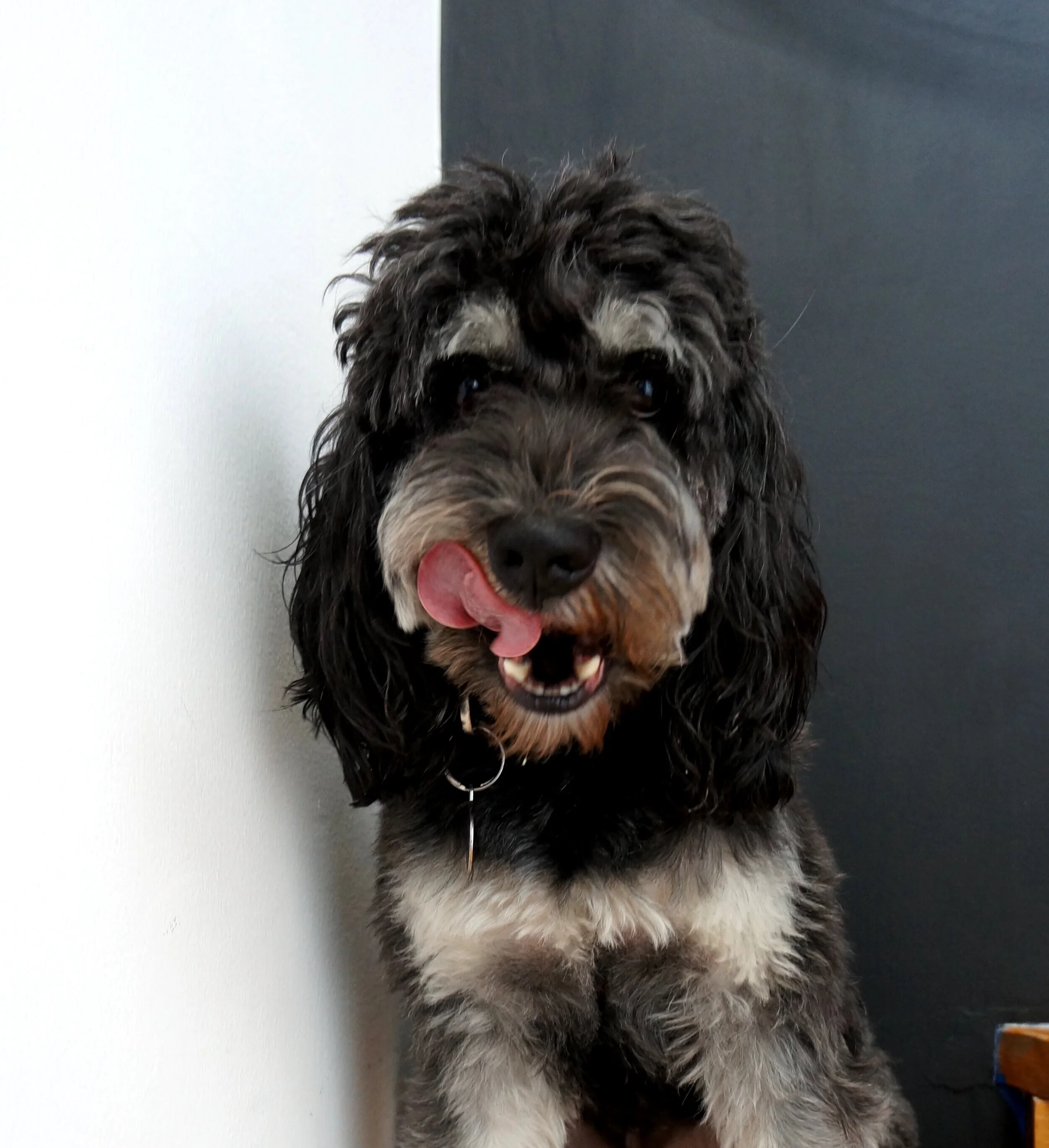  Pucho, experto en el arte de desaparecer tu almuerzo. 