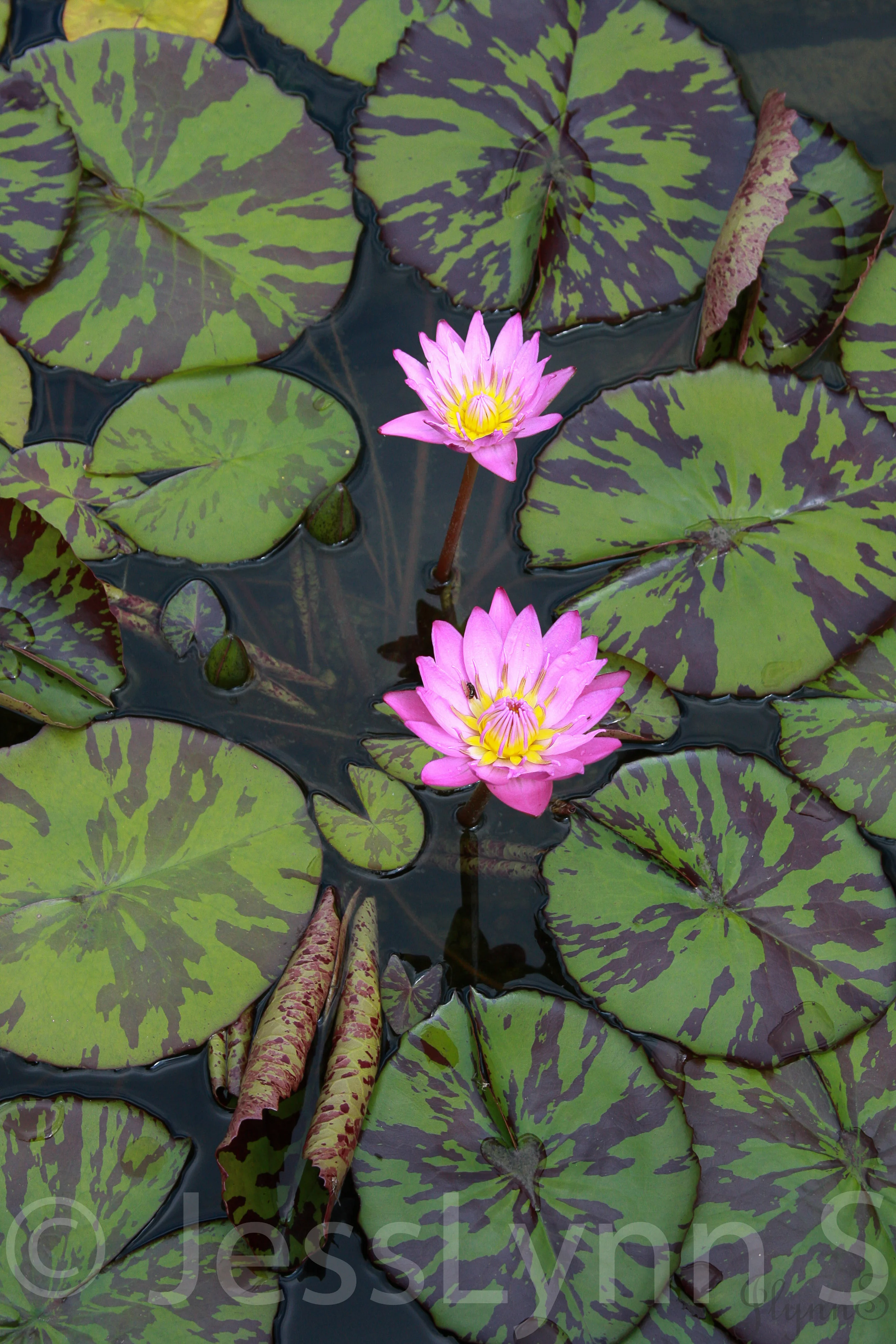 Nature13.jpg