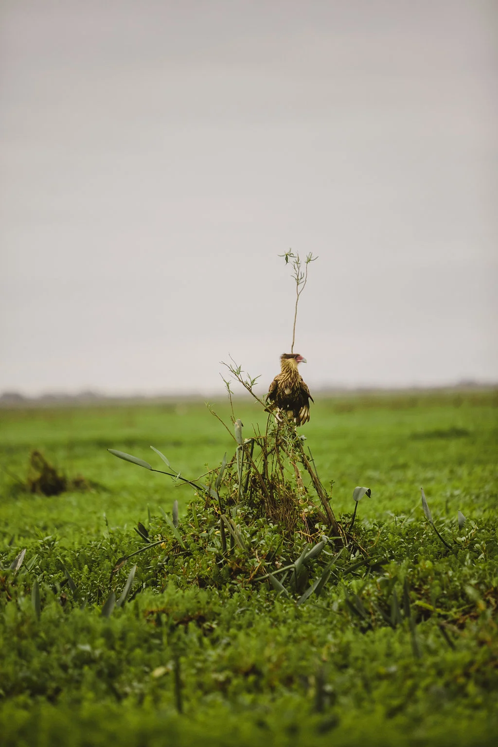 Field&Stream-18.jpg