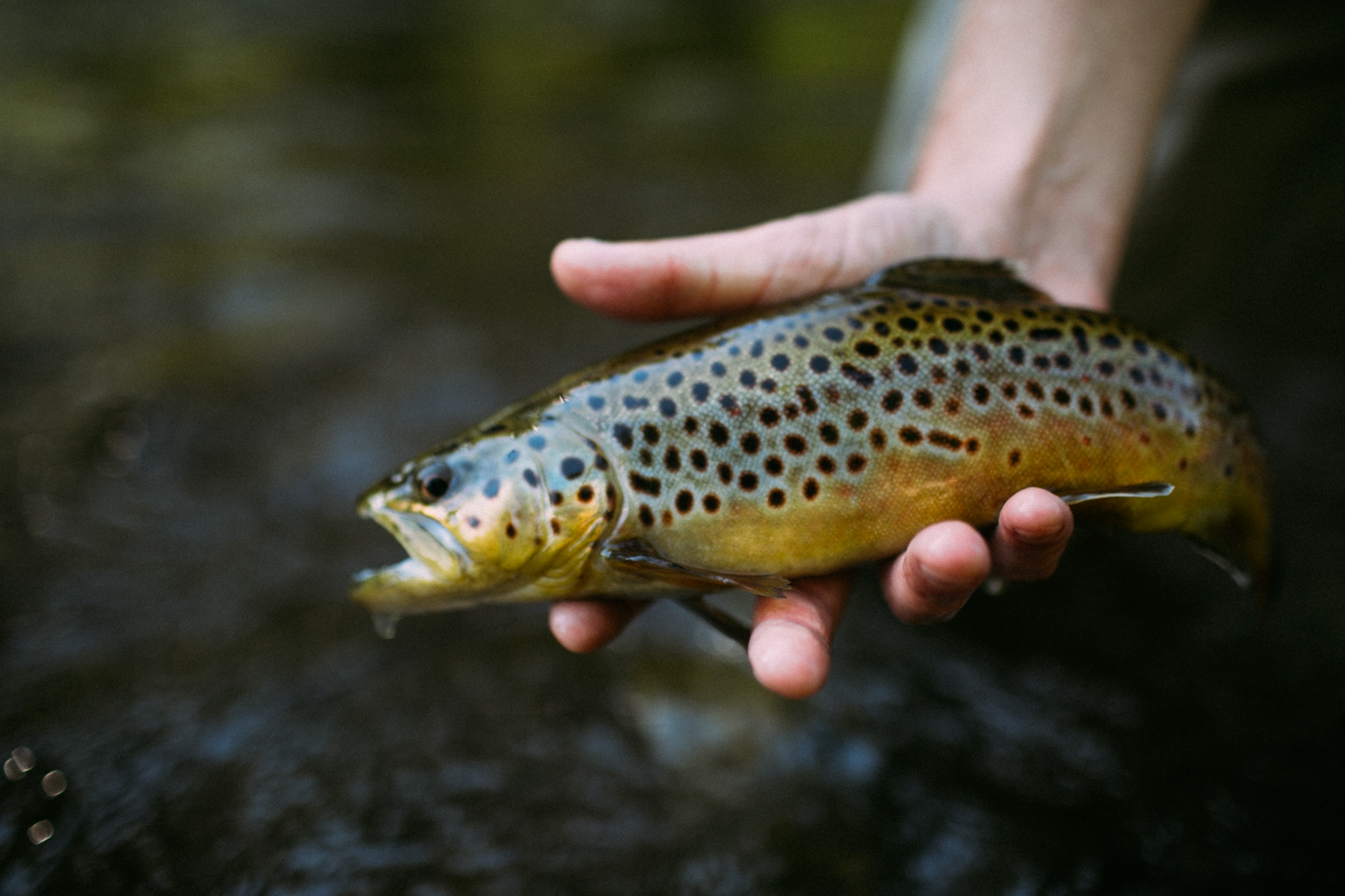 Screen Shot 2017-07-17 at 9.26.03 PM.JPG