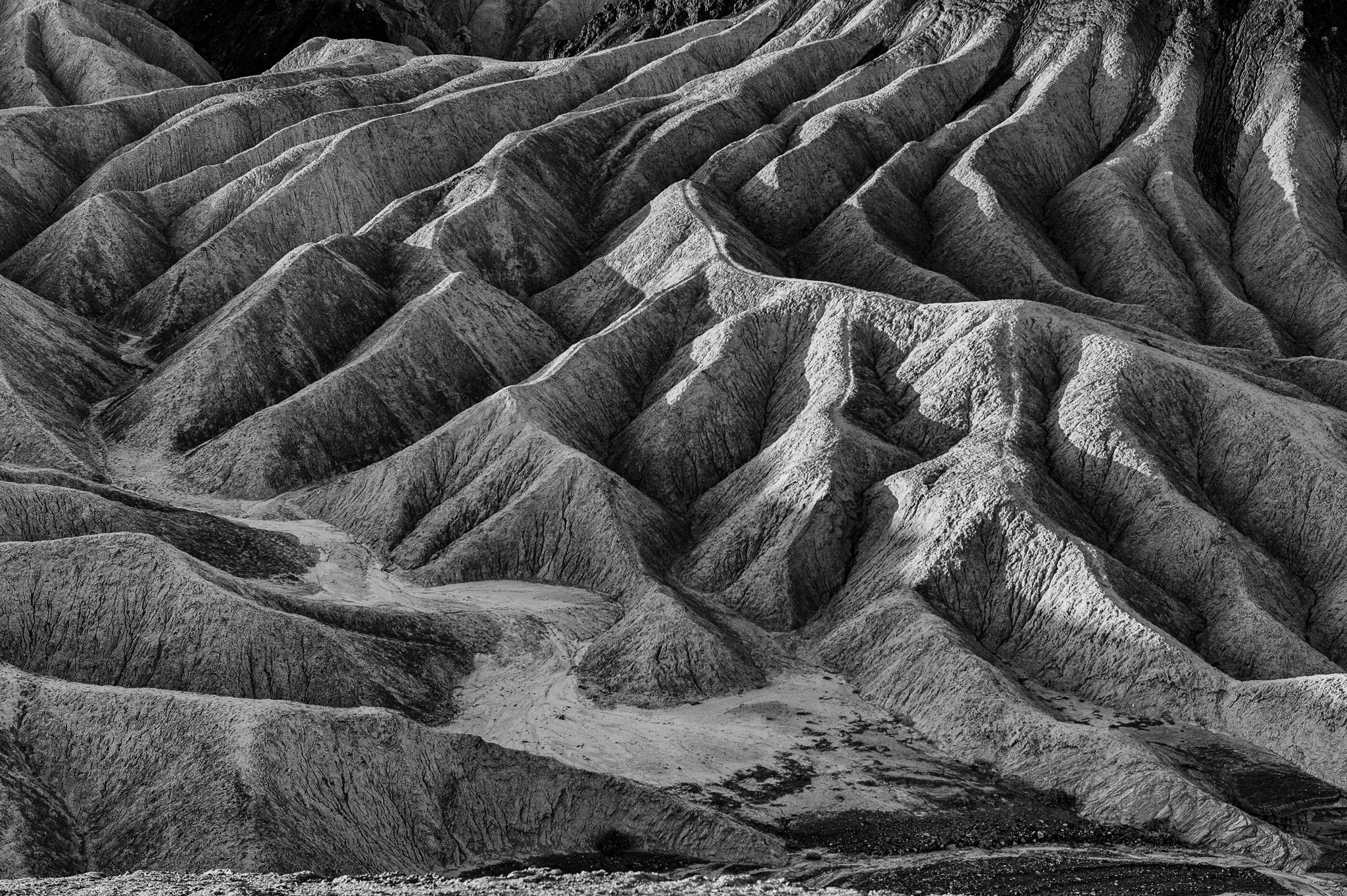 NatureGazing_B&W-14.jpg