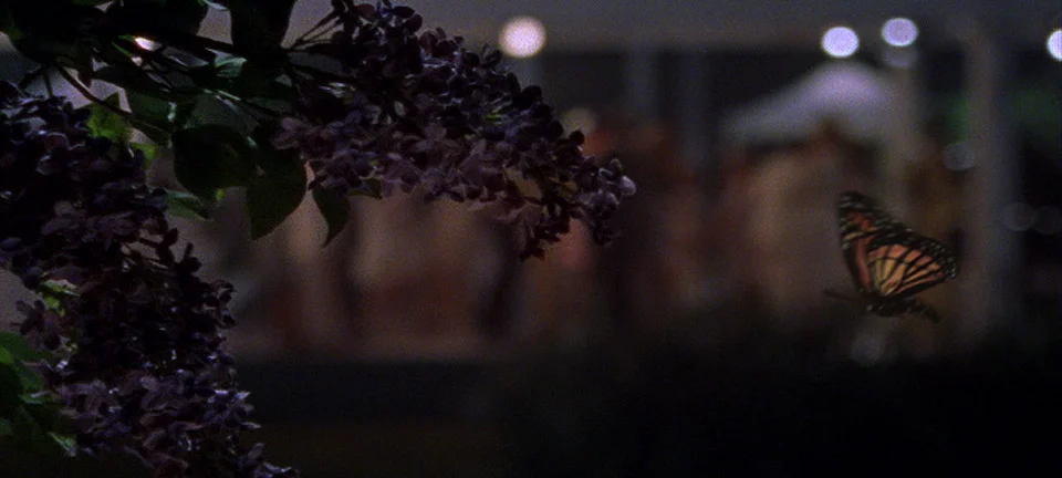 satc_butterfly_01.jpg