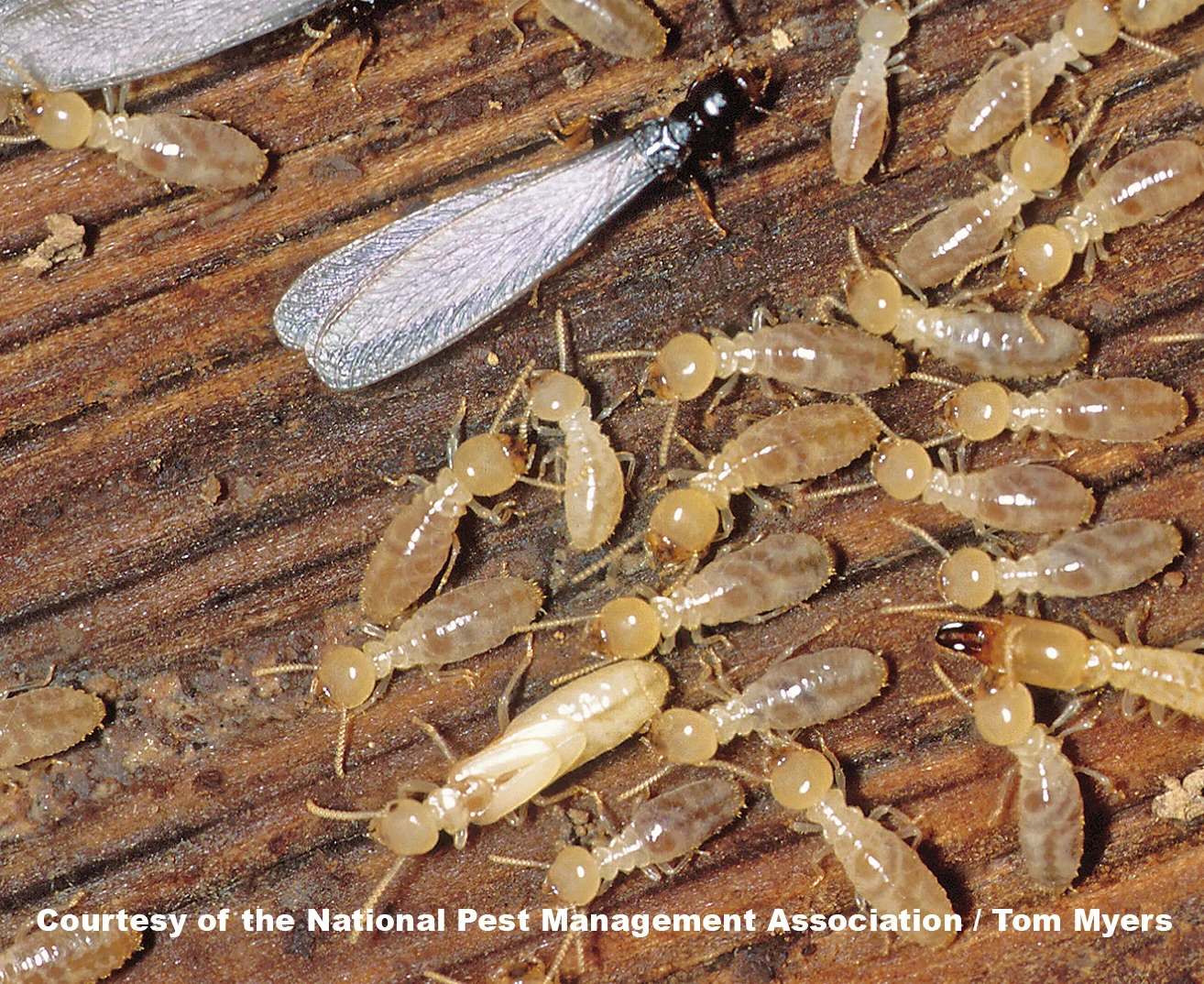 Subterranean termites with a "Swarmer" shown. Swarmers are the winged adult termites that fly away to begin their own colonies.