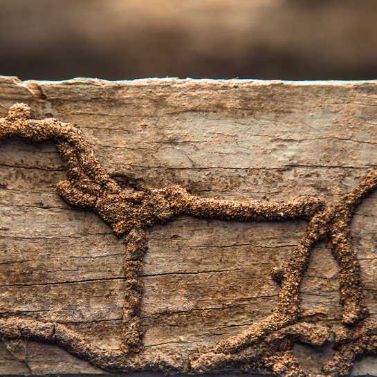 Termite tubes are used to protect travel routes and are often found on building foundations.