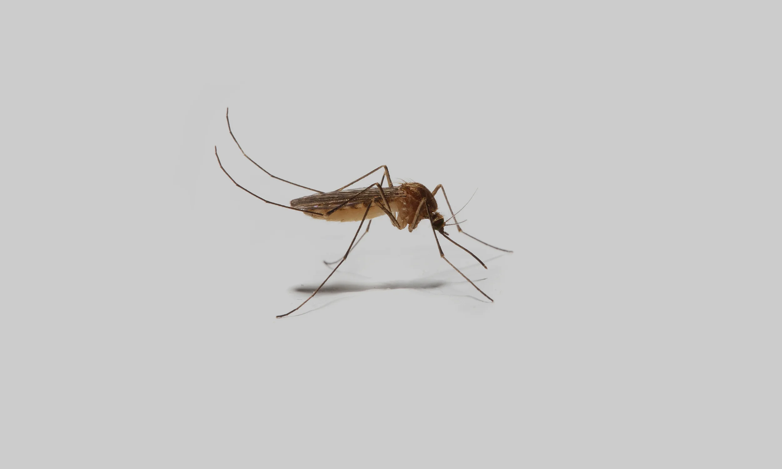 Record spring rainfall will bring record summer Mosquitos. Request one of our new Mosquito Action Programs to fit your community's needs!