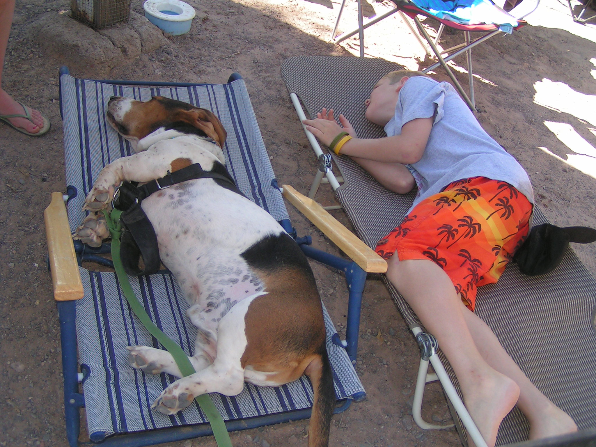 Elvis camping, right after adoption by dog mom Barb Ayers, www.DogDiary.org
