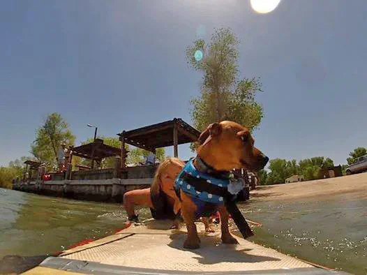 Doxie Doodle, my 4th generation surfing dog of Surf Dog Diaries