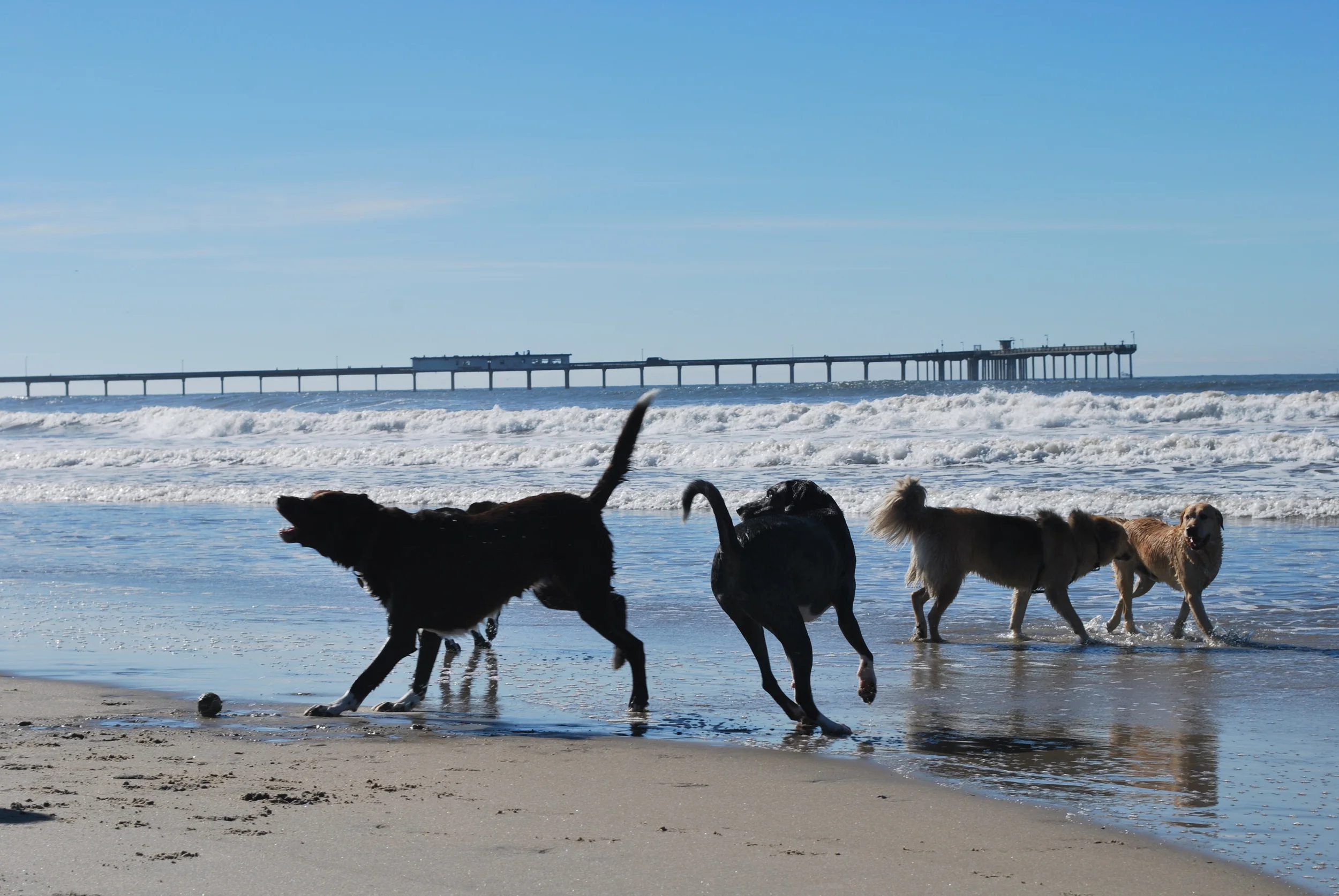 Magic at Dog Beach - Ocean Beach, San Diego, CA