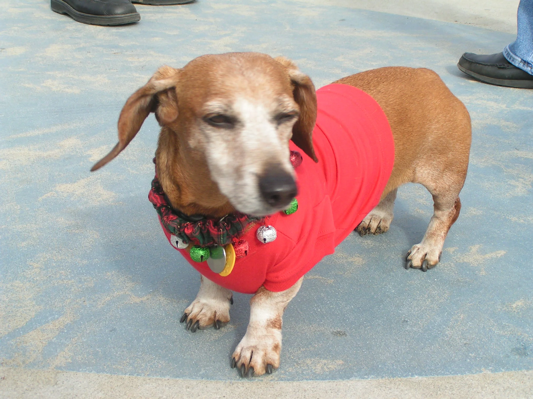 Christmas weiner - complete with Sandy Claws
