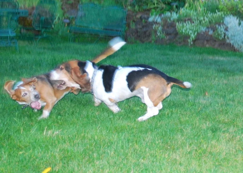 Best buds and surf dogs Dude and Elvis - riding the ups and downs of life