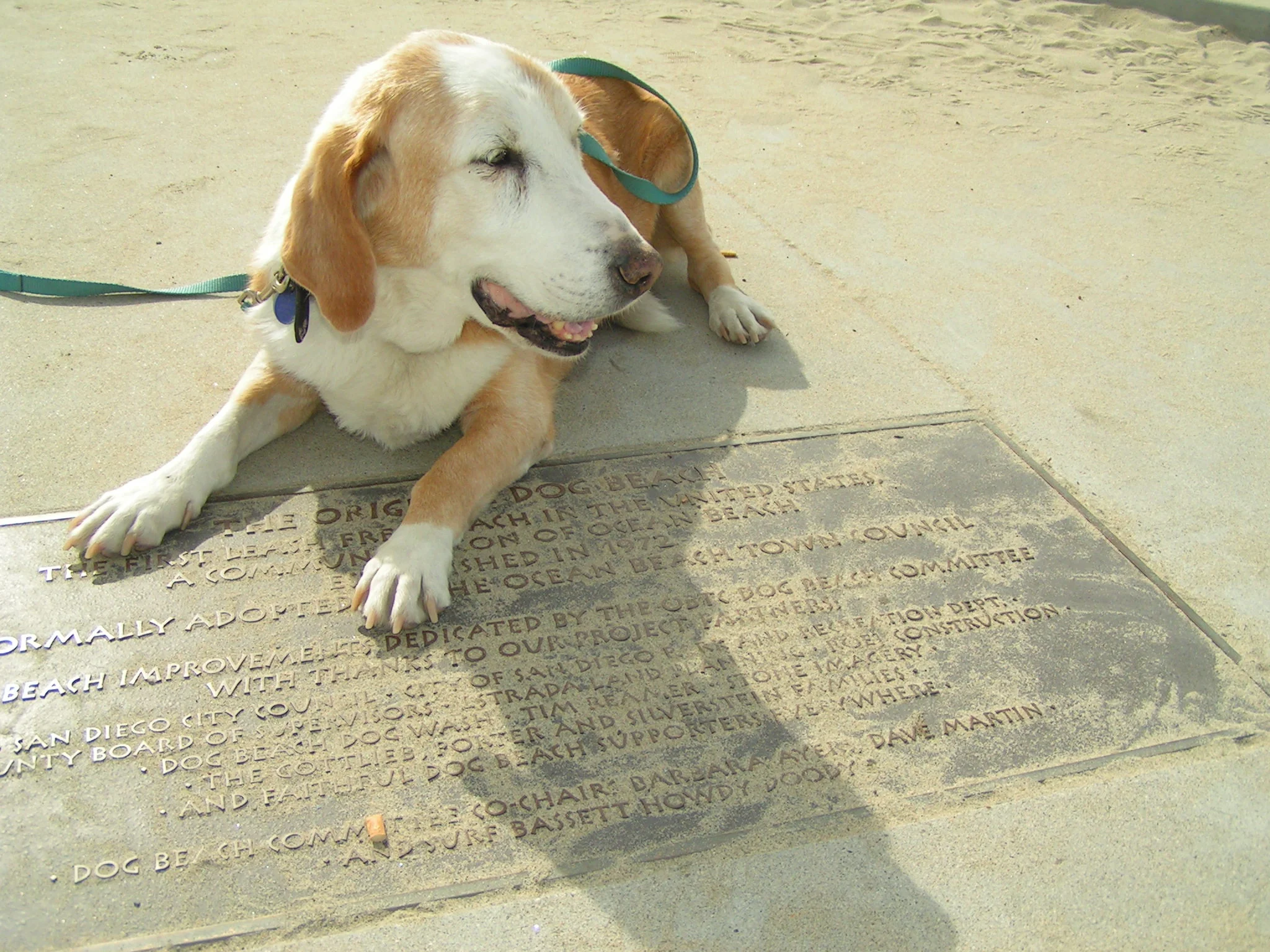 Basset Howdy Doody at the original Dog Beach -  the original surf dog of Barb Ayers and Surf Dog Diaries