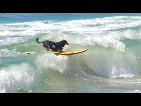 Surf dogs ride waves at our neighbor beach - north, in the L.A. area - Huntington Beach