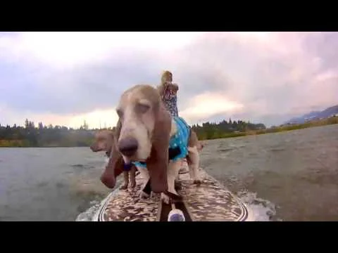 Go soul surfing with Elvis, the surf basset
