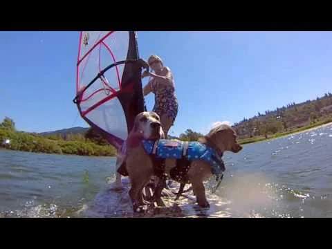 The Ride of Life with A Dog - windsurfing rescue dogs