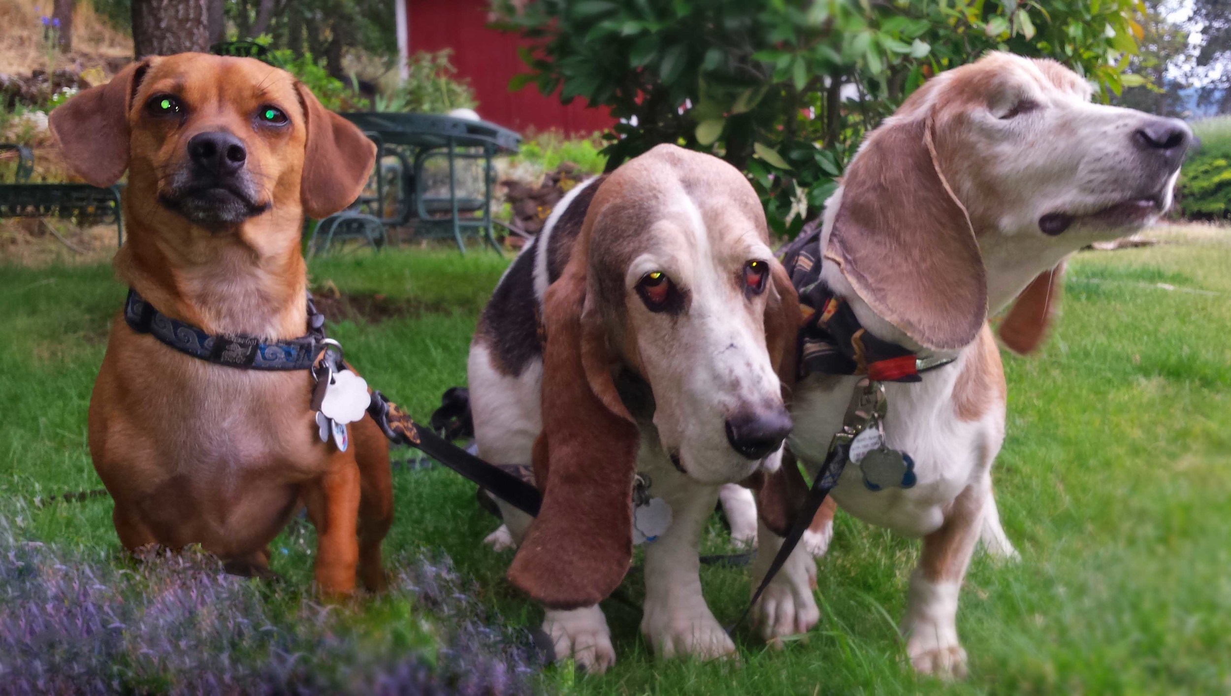 The Surf Dog Diaries editorial team - me on the left, Elvis (of course) in the center and Dude on the right, letting the neighbors hear the good news.