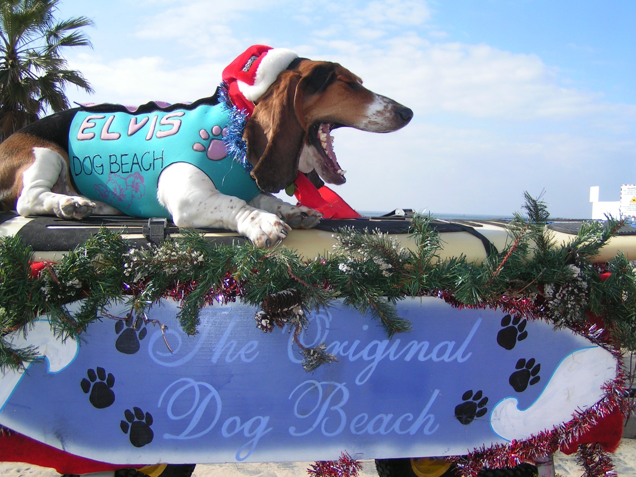 Elvis, when we lived at Dog Beach.