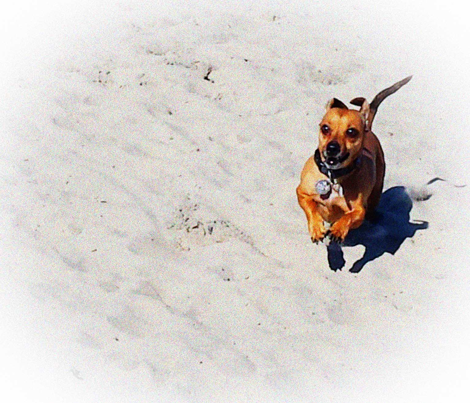 Be free! Leash free at Dog Beach!