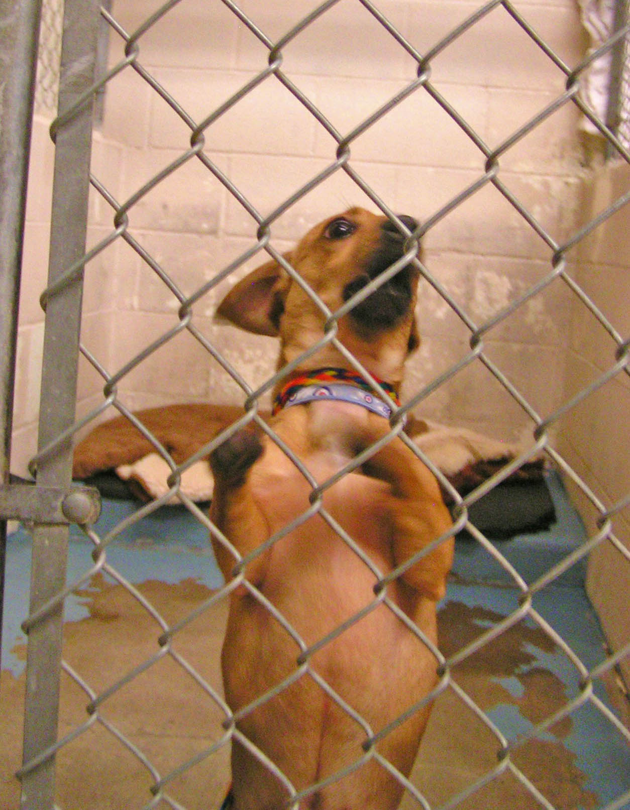 The mini Mighty doxie on the day we met at an Oregon animal shelter January 21, 2011