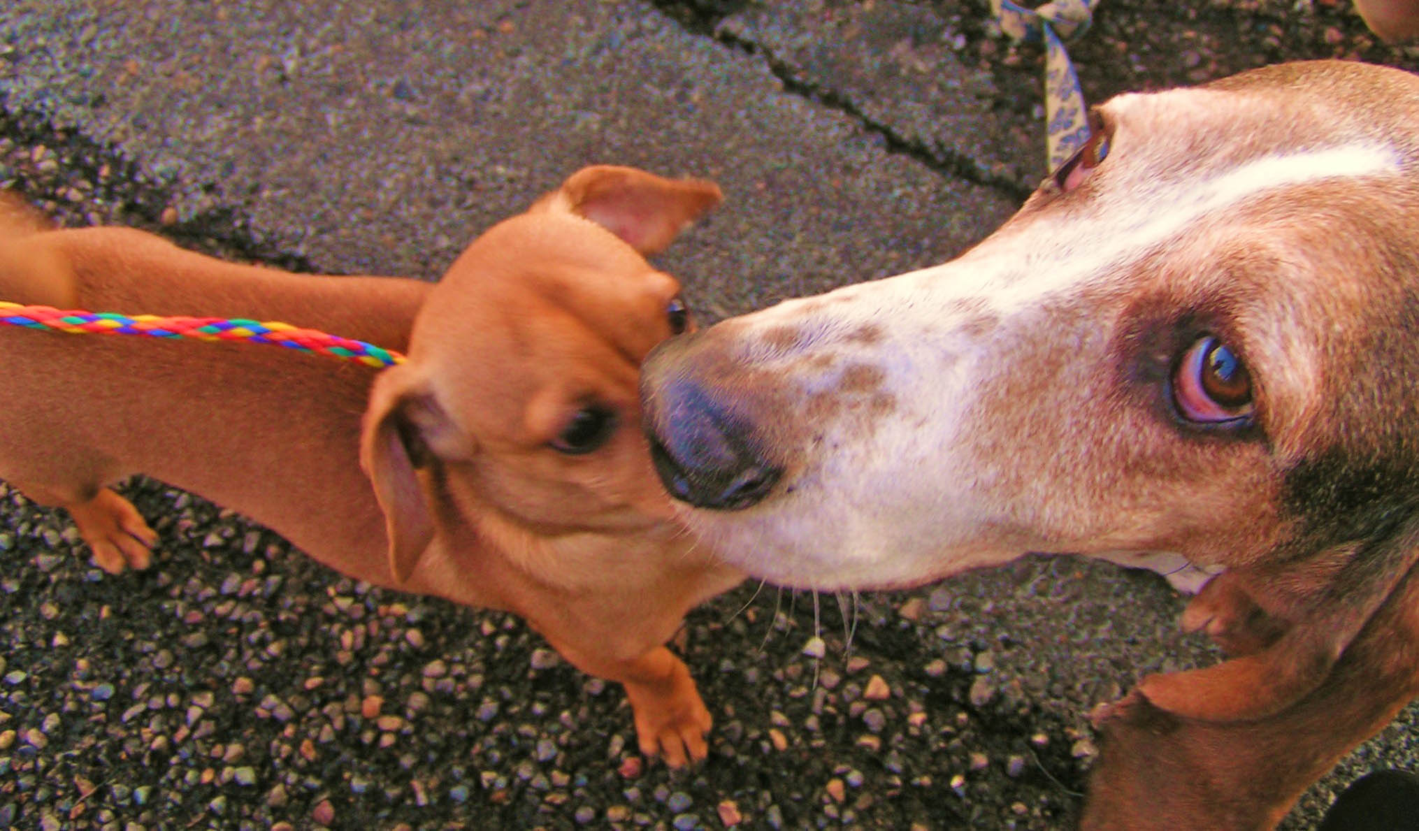 The dinky doxie meets Elvis in the "howdy" pen for shelter dog meet ups.