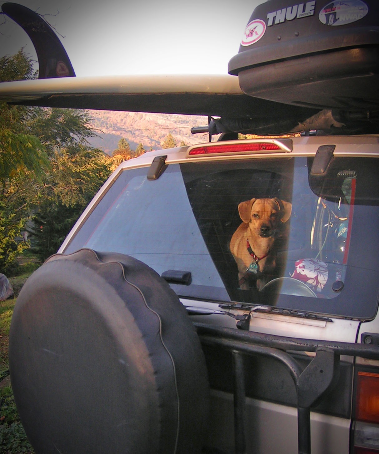 Doodle, the dinky doxie is a rad surf dude- but the rescue dog didn't start out that way