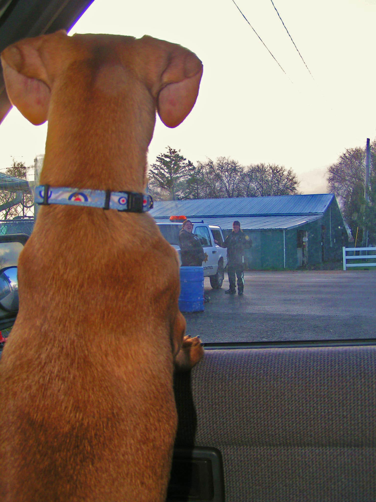 Our new son/brother looks back at his old life - with the dog catcher- as we drive away