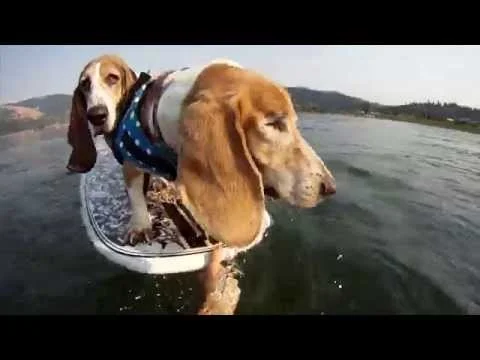 Swashbuckling surf dogs