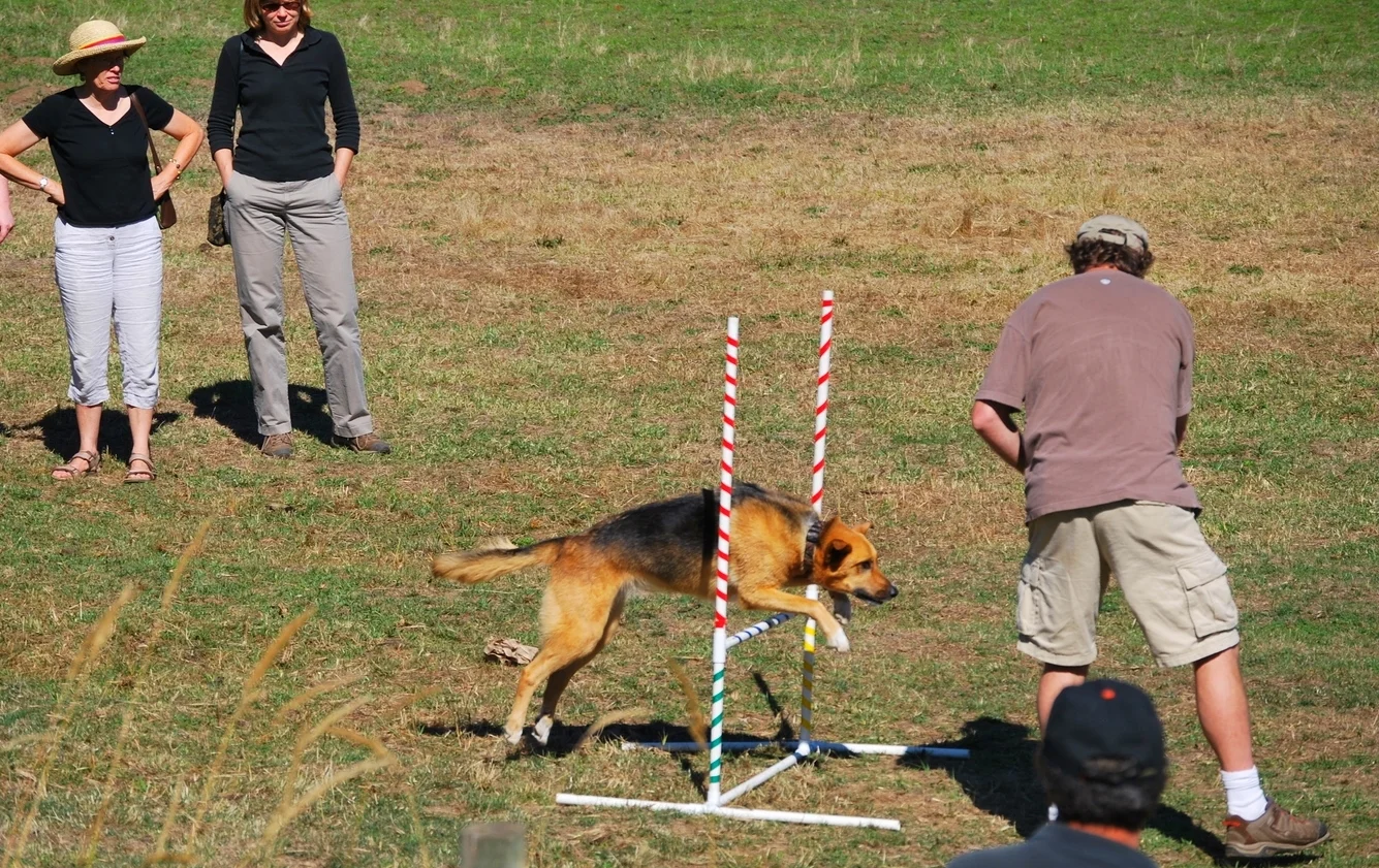 Almost famous german shephard