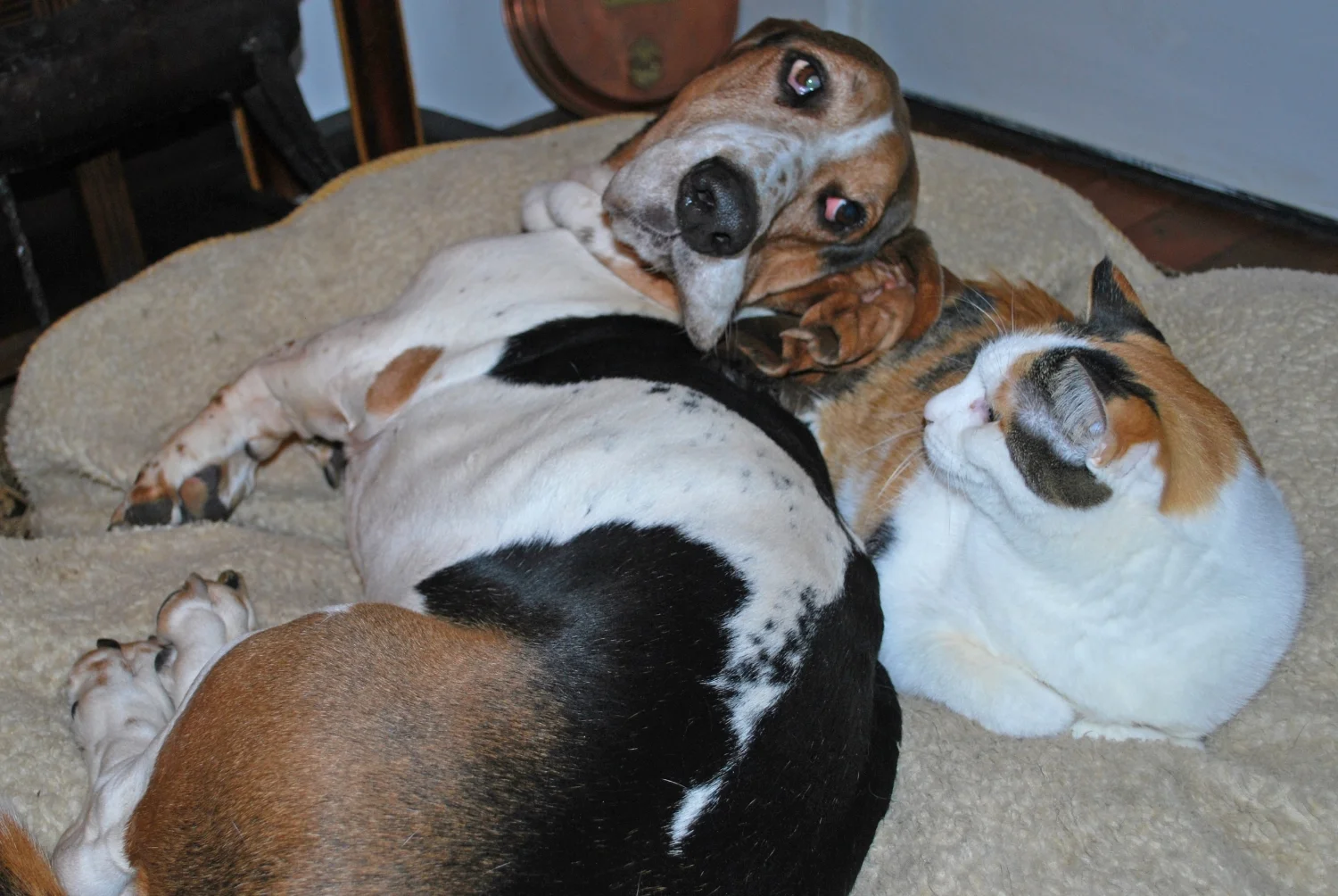 Best friends. Strange bedfellows. Dog vs. Cat