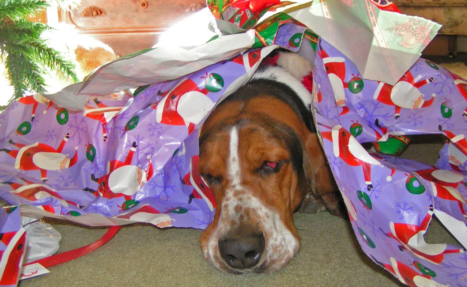 Elvis has a holiday hound hangover - Surf Dog Diaries
