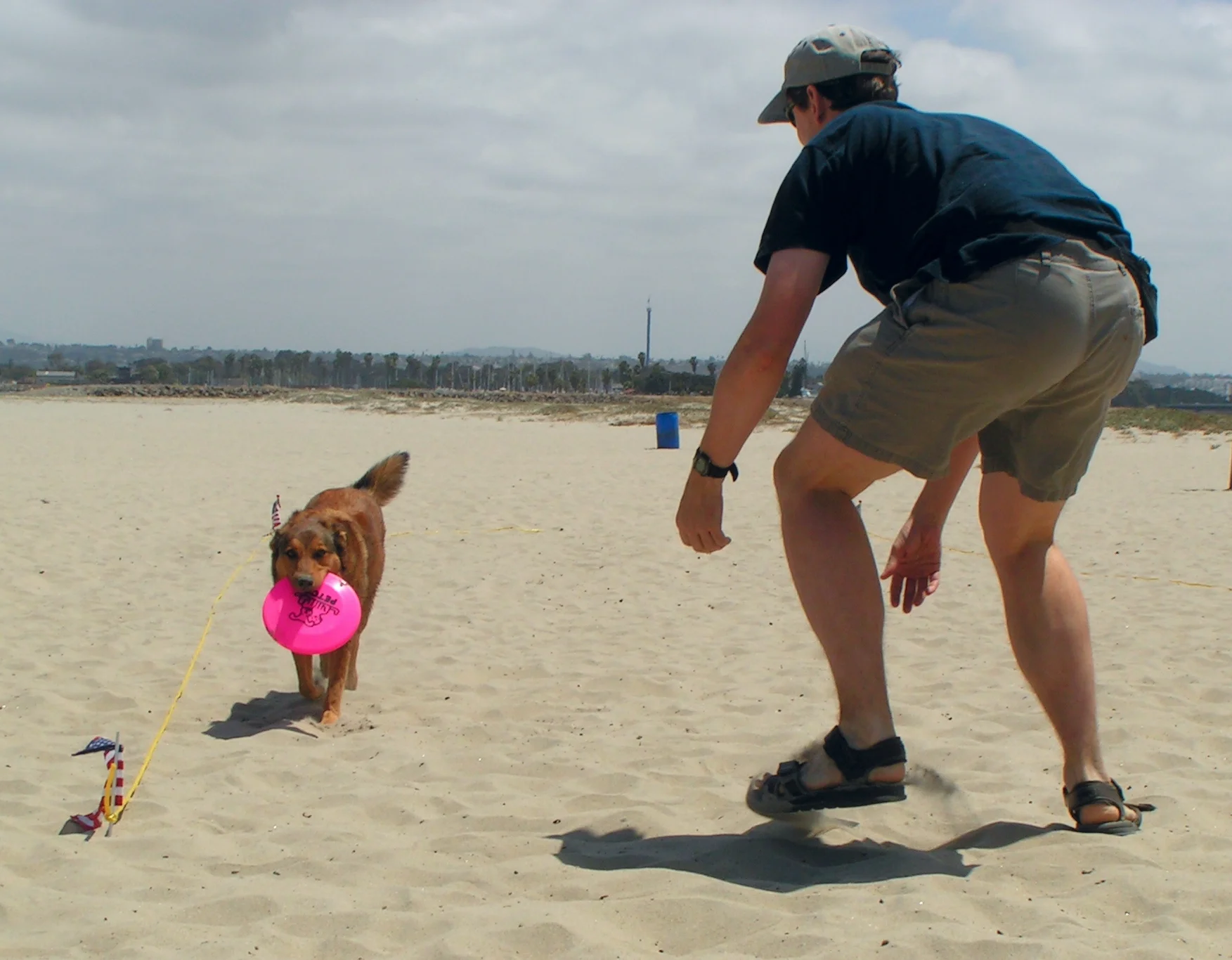 Frisbee dog at Dog Beach. SurfDogDiaries - www.DogDiary.org